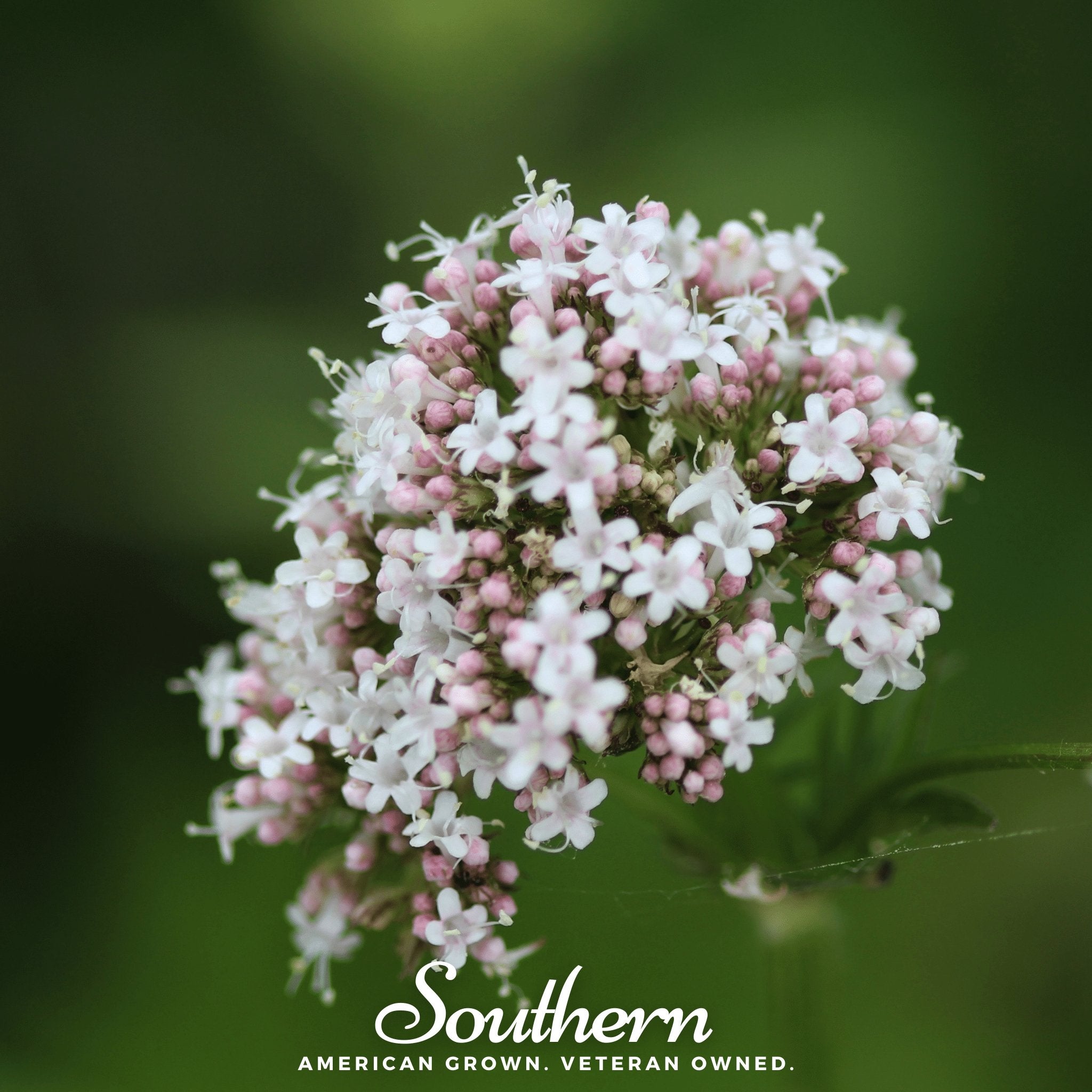 Valerian (Valeriana officinalis) - 100 Seeds seed packet from Seed Therapy – American - grown, heirloom seeds