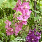 Verbascum - Mullein Mix (Verbascum phoenicium) - 100 Seeds seed packet from Seed Therapy – American - grown, heirloom seeds