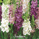 Verbascum - Mullein Mix (Verbascum phoenicium) - 100 Seeds seed packet from Seed Therapy – American - grown, heirloom seeds