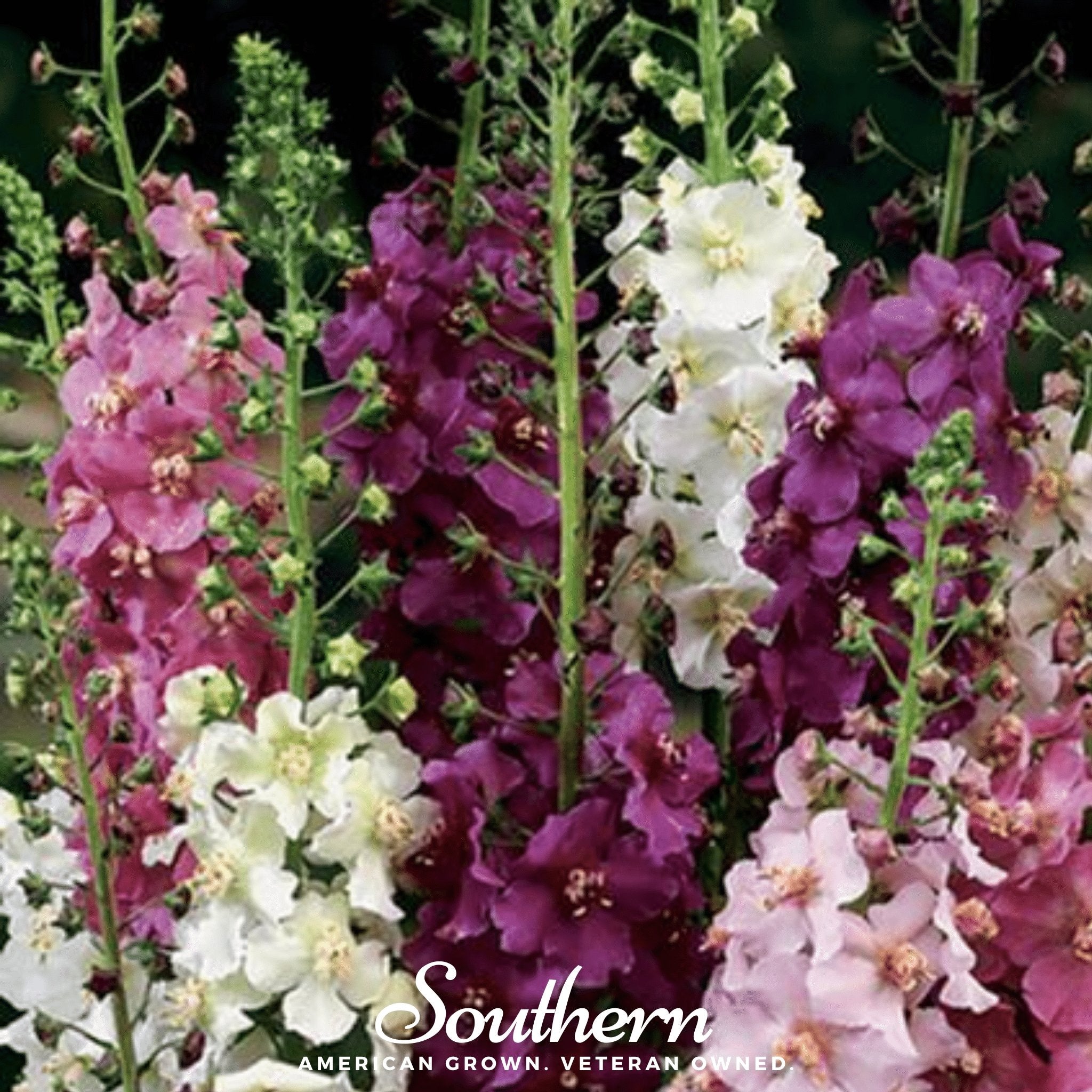 Verbascum - Mullein Mix (Verbascum phoenicium) - 100 Seeds seed packet from Seed Therapy – American - grown, heirloom seeds