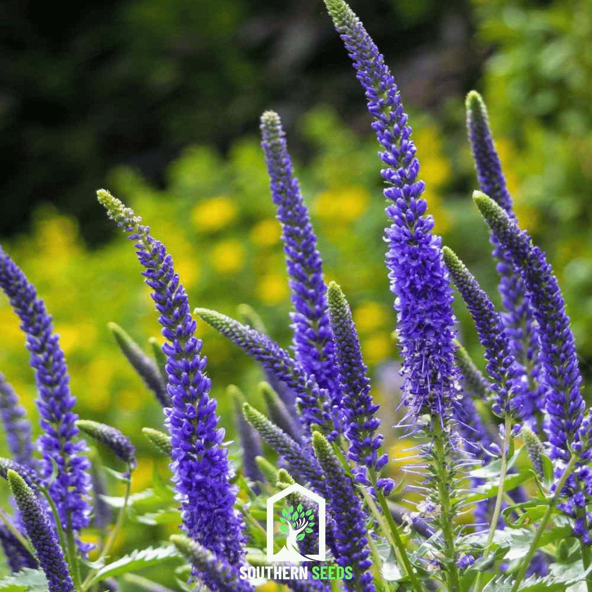 Veronica - Spiked Speedwell (Veronica spicata) - 50 Seeds seed packet from Seed Therapy – American - grown, heirloom seeds