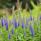 Veronica - Spiked Speedwell (Veronica spicata) - 50 Seeds seed packet from Seed Therapy – American - grown, heirloom seeds