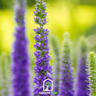Veronica - Spiked Speedwell (Veronica spicata) - 50 Seeds seed packet from Seed Therapy – American - grown, heirloom seeds