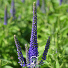 Veronica - Spiked Speedwell (Veronica spicata) - 50 Seeds seed packet from Seed Therapy – American - grown, heirloom seeds