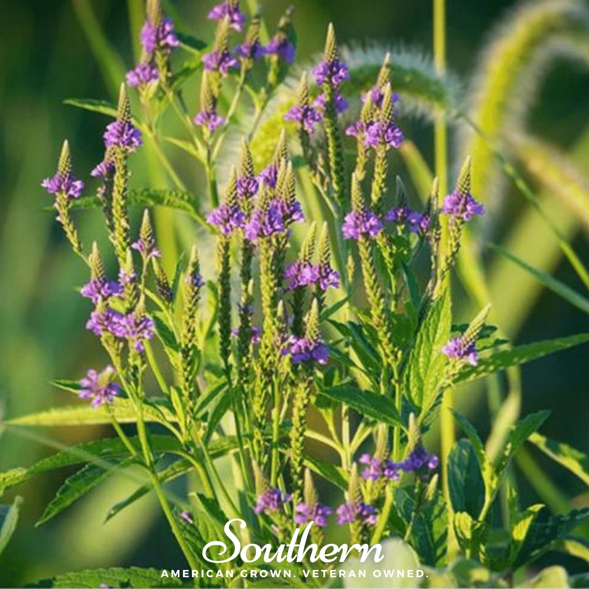 Vervain, Blue (Verbena hastata) - 100 Seeds seed packet from Seed Therapy – American - grown, heirloom seeds