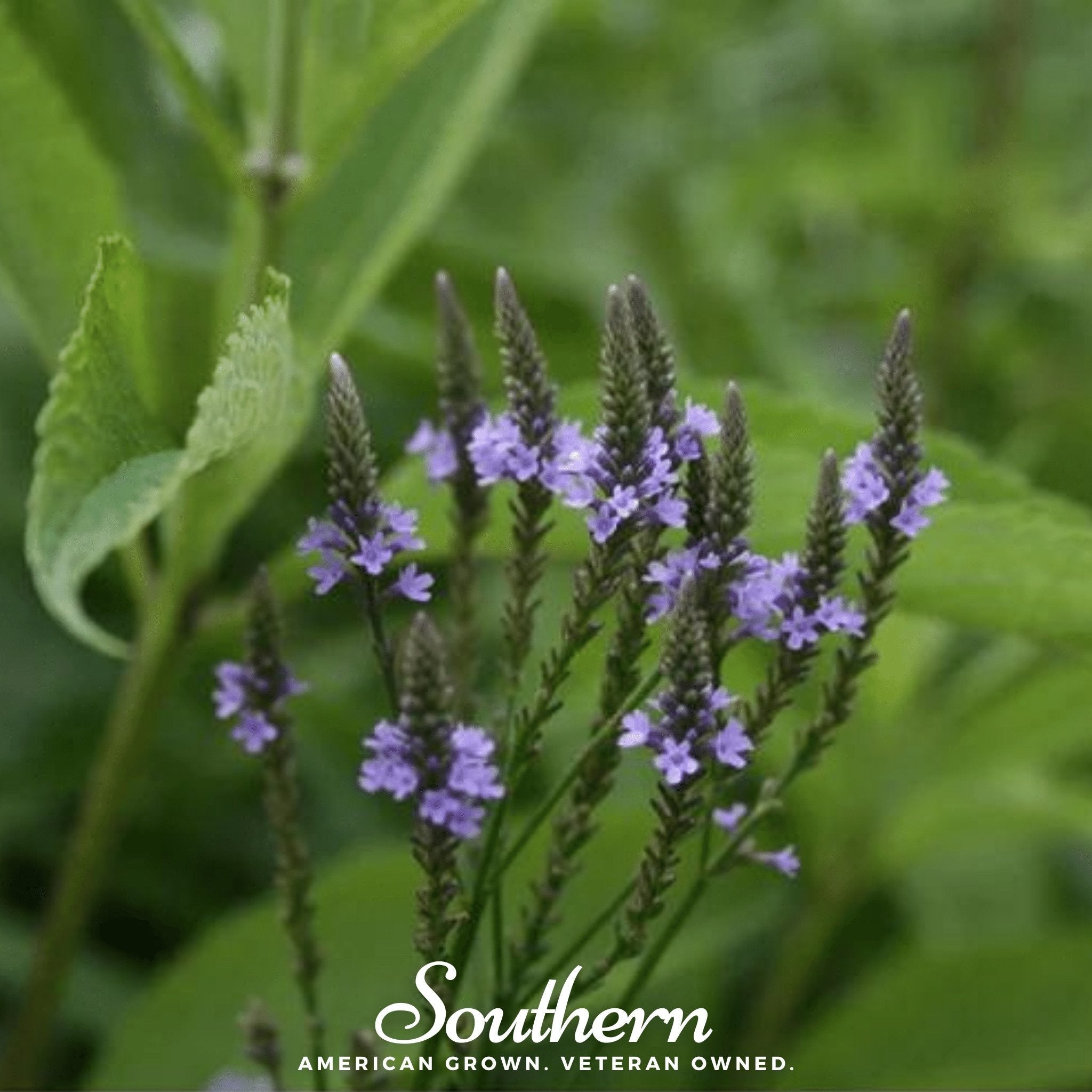 Vervain, Blue (Verbena hastata) - 100 Seeds seed packet from Seed Therapy – American - grown, heirloom seeds