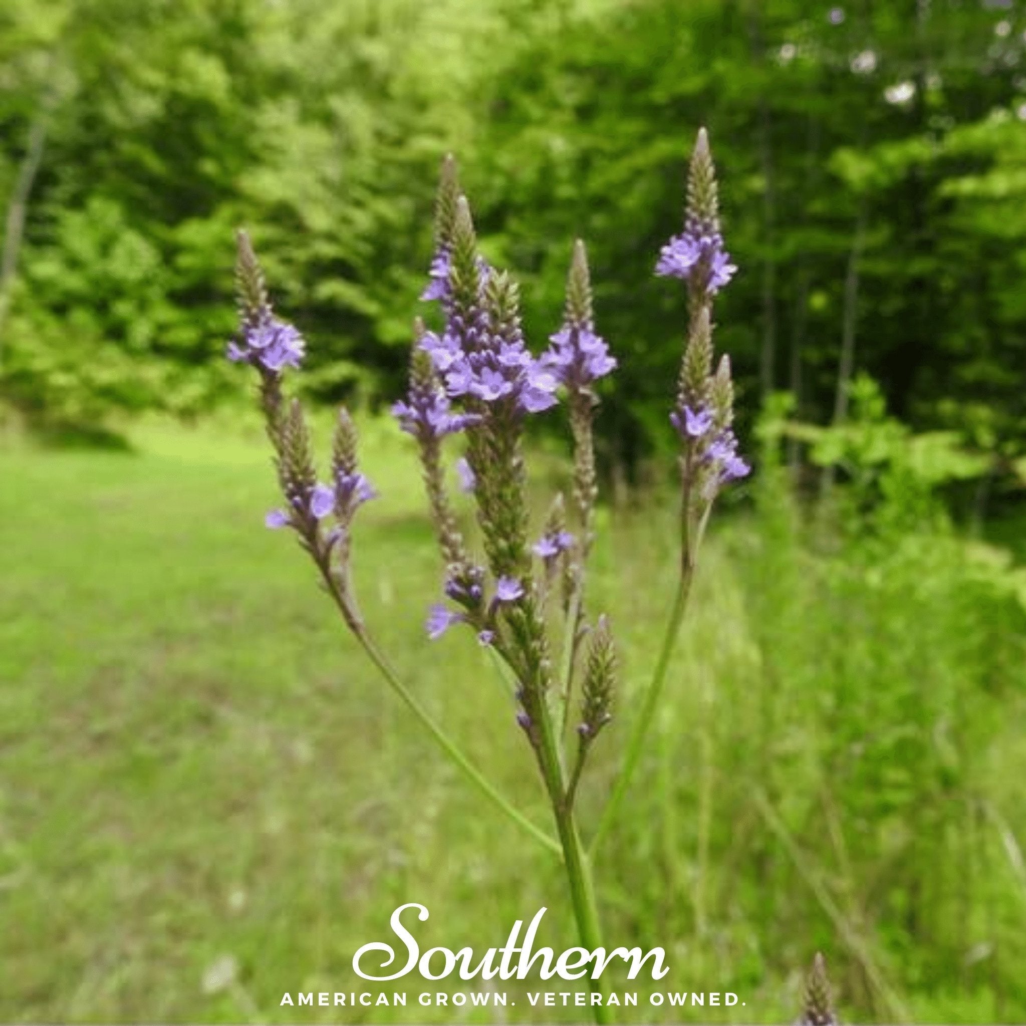 Vervain, Blue (Verbena hastata) - 100 Seeds seed packet from Seed Therapy – American - grown, heirloom seeds