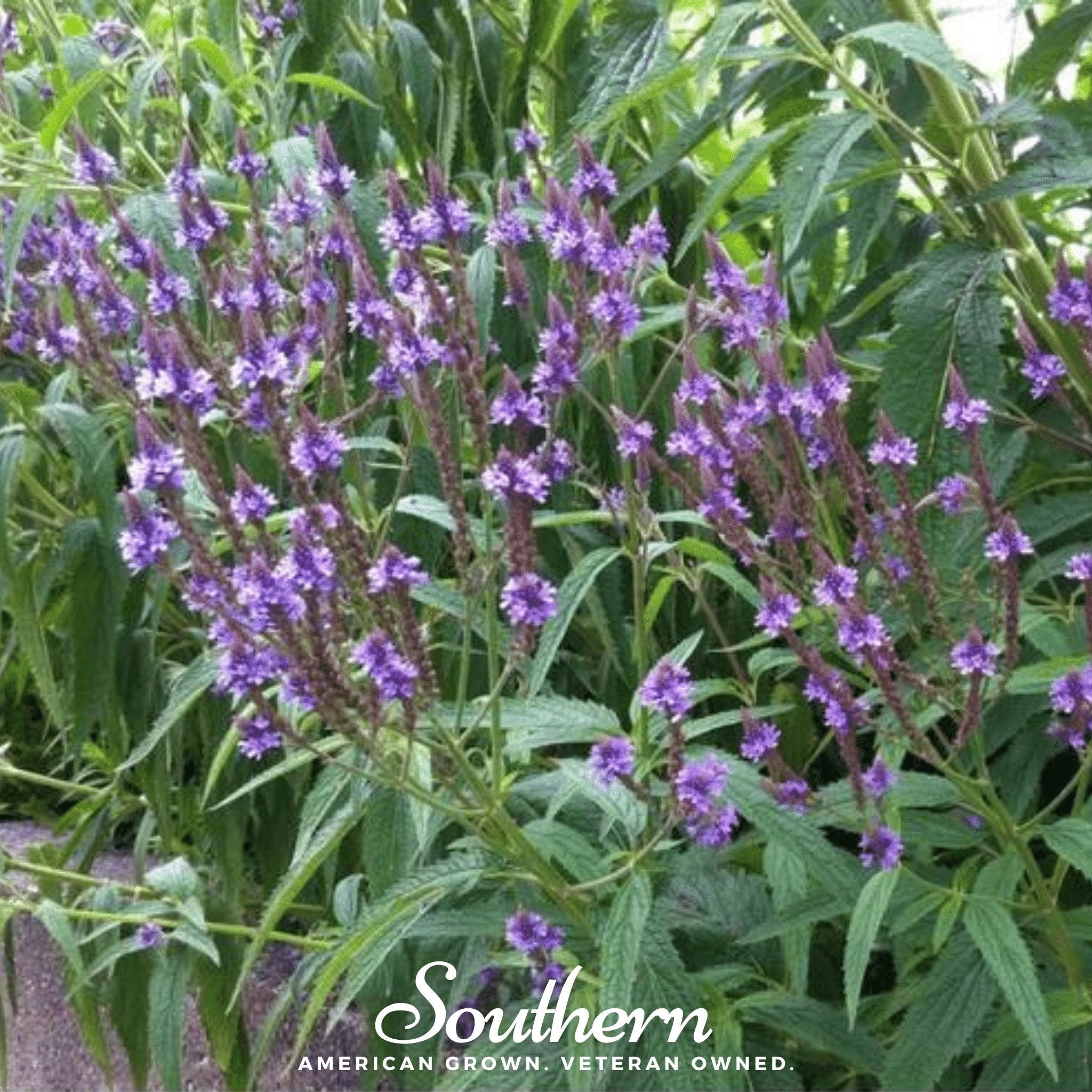 Vervain, Blue (Verbena hastata) - 100 Seeds seed packet from Seed Therapy – American - grown, heirloom seeds