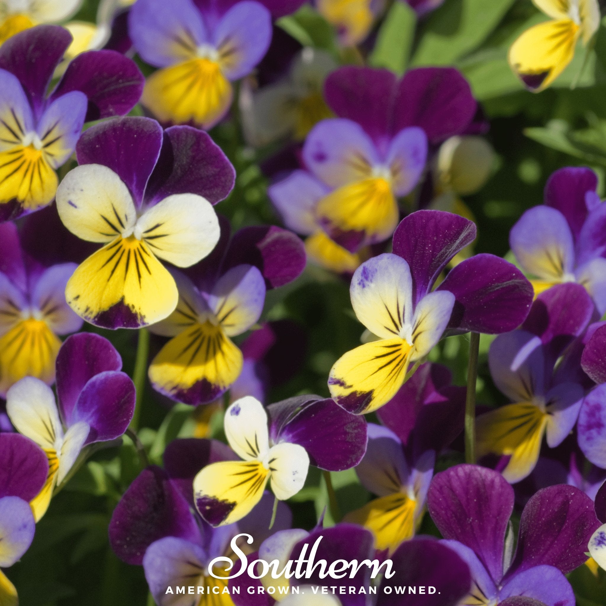 Viola, Johnny Jump Up (Viola Tricolor) - 200 Seeds seed packet from Seed Therapy – American - grown, heirloom seeds