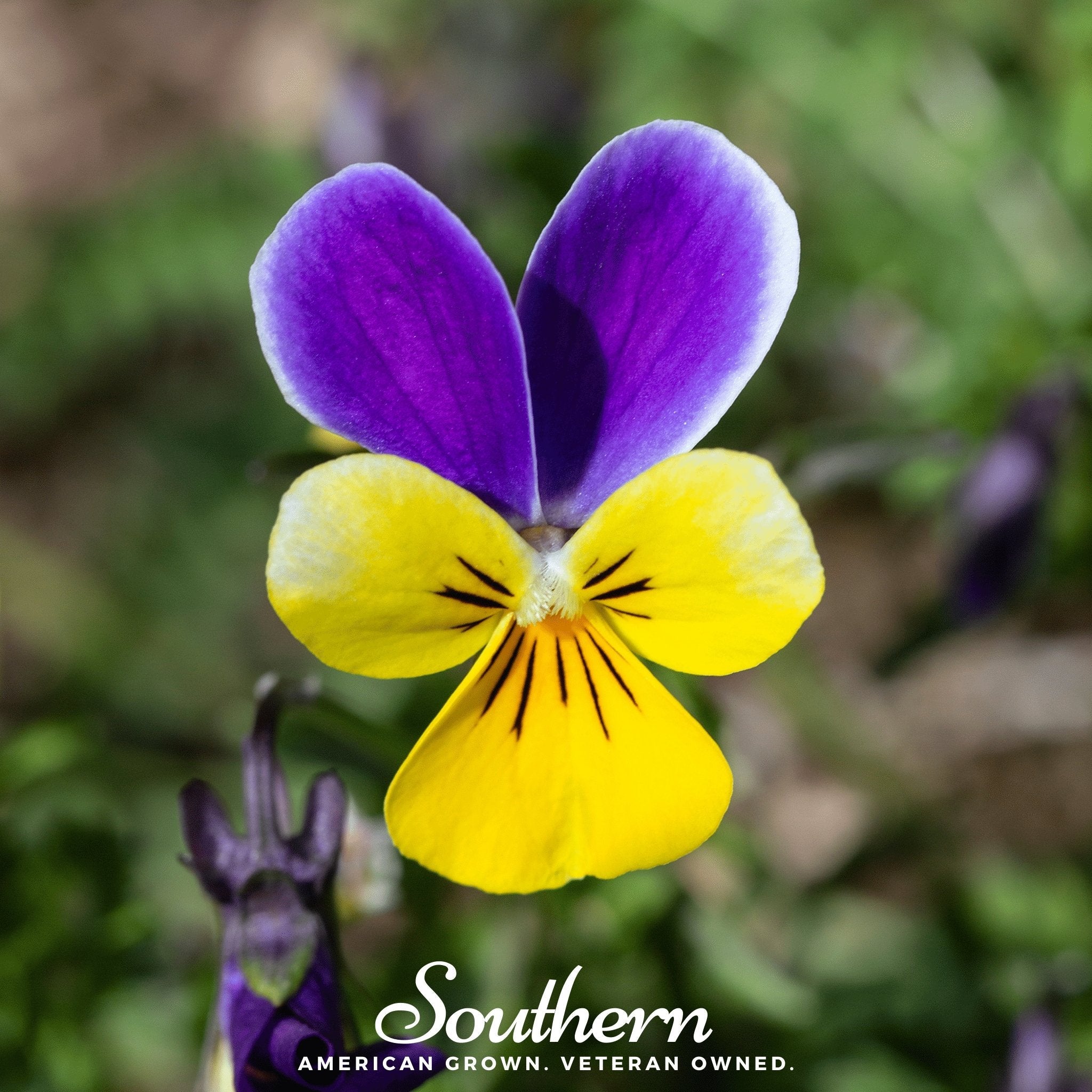 Viola, Johnny Jump Up (Viola Tricolor) - 200 Seeds seed packet from Seed Therapy – American - grown, heirloom seeds