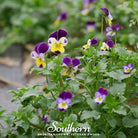 Viola, Johnny Jump Up (Viola Tricolor) - 200 Seeds seed packet from Seed Therapy – American - grown, heirloom seeds