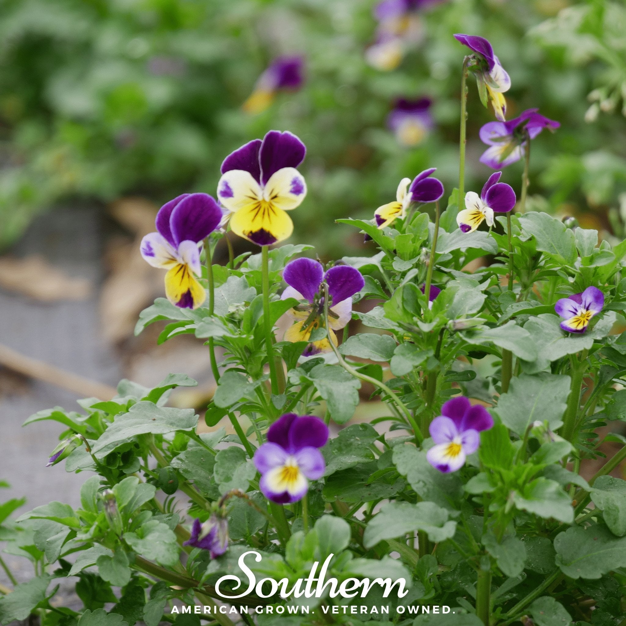 Viola, Johnny Jump Up (Viola Tricolor) - 200 Seeds seed packet from Seed Therapy – American - grown, heirloom seeds