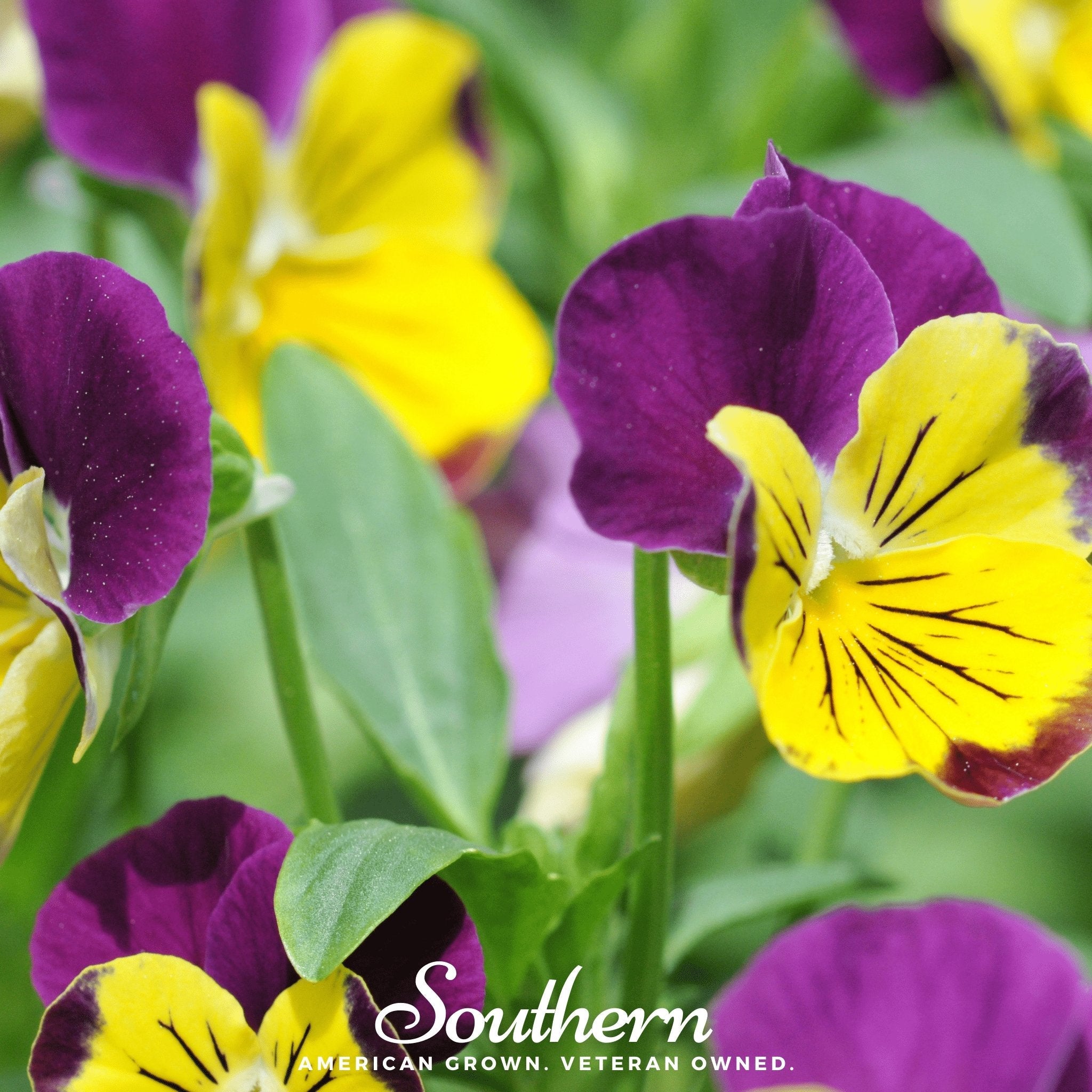 Viola, Johnny Jump Up (Viola Tricolor) - 200 Seeds seed packet from Seed Therapy – American - grown, heirloom seeds