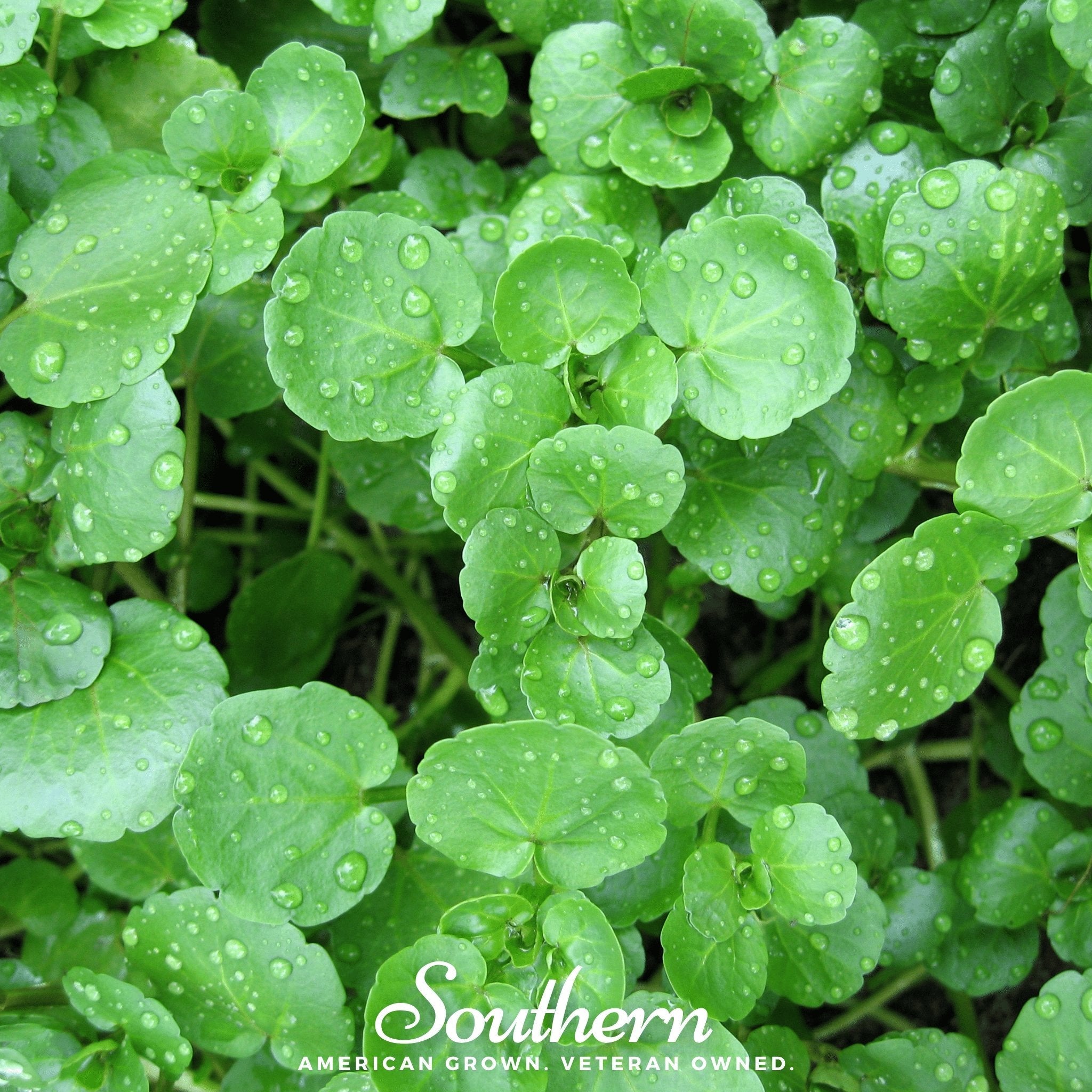 Watercress (Nasturtium Officinale) - 200 Seeds seed packet from Seed Therapy – American - grown, heirloom seeds