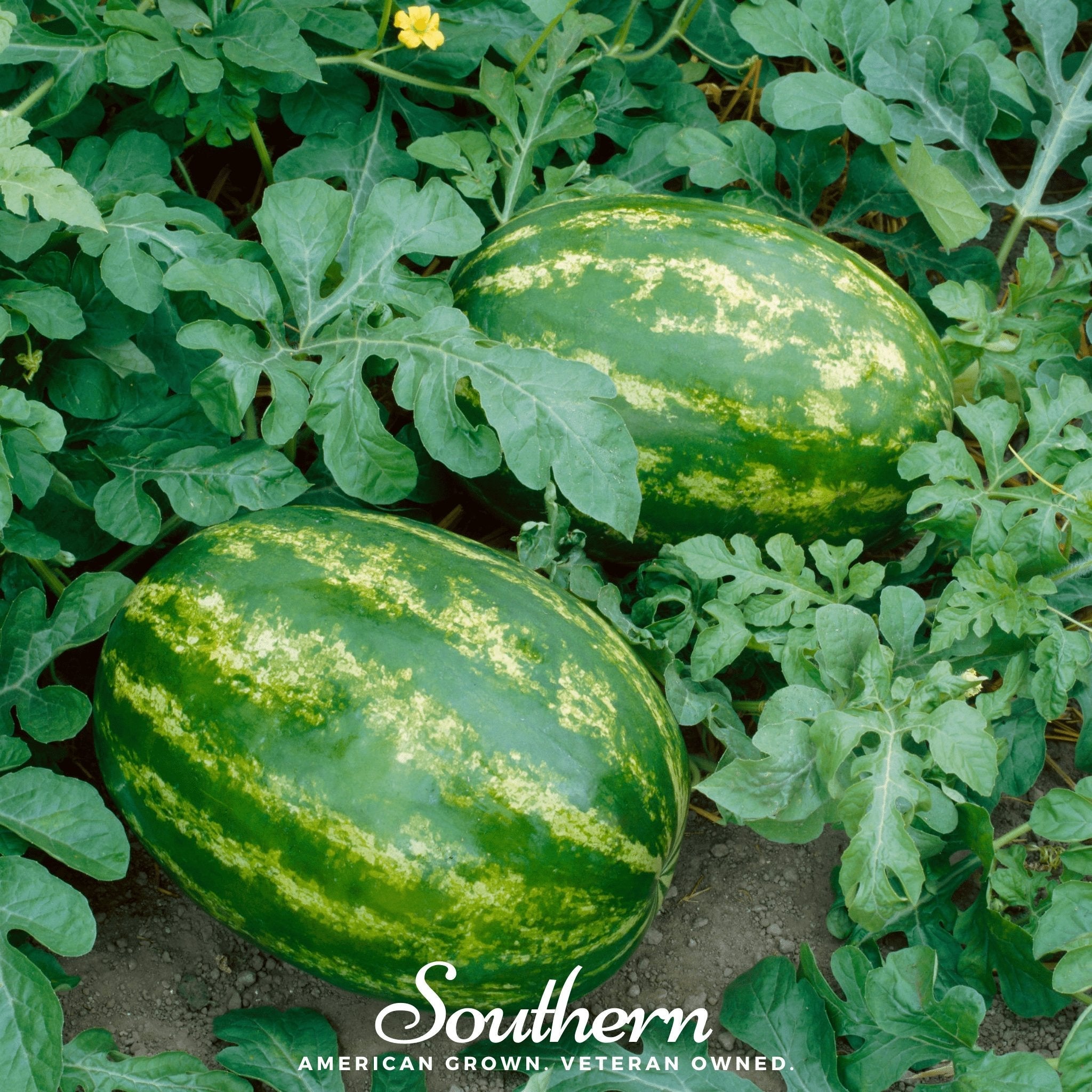 Watermelon, All Sweet (Citrullus lanatus) - 25 Seeds seed packet from Seed Therapy – American - grown, heirloom seeds