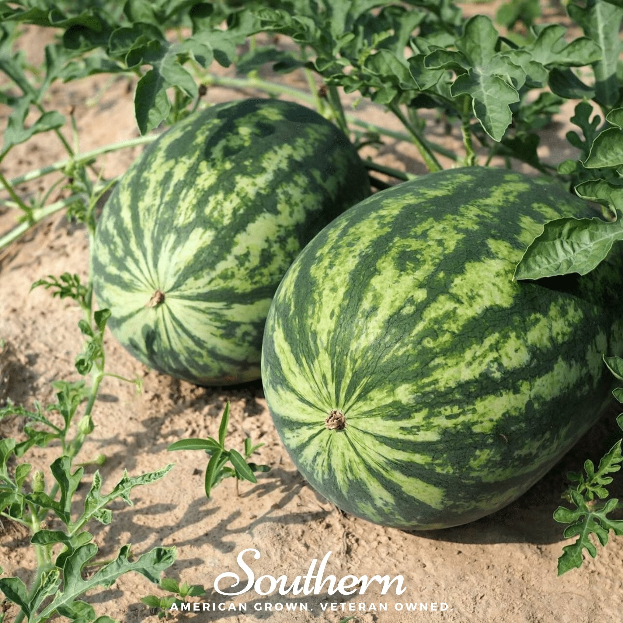 Watermelon, All Sweet (Citrullus lanatus) - 25 Seeds seed packet from Seed Therapy – American - grown, heirloom seeds