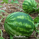 Watermelon, Crimson Sweet (Citrullus lanatus) - 25 Seeds seed packet from Seed Therapy – American - grown, heirloom seeds