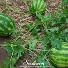 Watermelon, Crimson Sweet (Citrullus lanatus) - 25 Seeds seed packet from Seed Therapy – American - grown, heirloom seeds