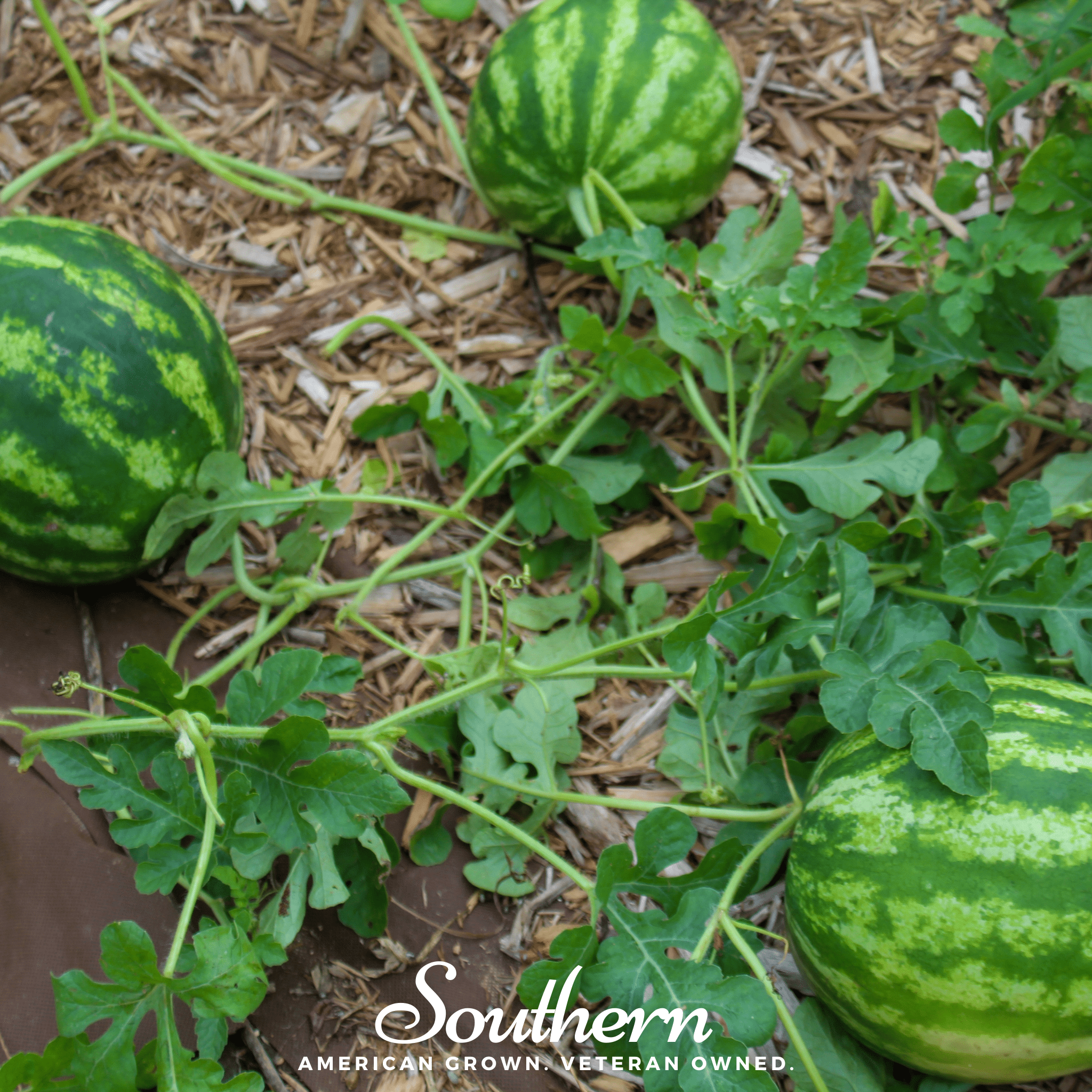 Watermelon, Crimson Sweet (Citrullus lanatus) - 25 Seeds seed packet from Seed Therapy – American - grown, heirloom seeds