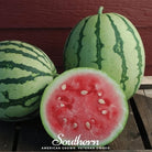 Watermelon, Dixie Queen (Citrullus lanatus) - 25 Seeds seed packet from Seed Therapy – American - grown, heirloom seeds