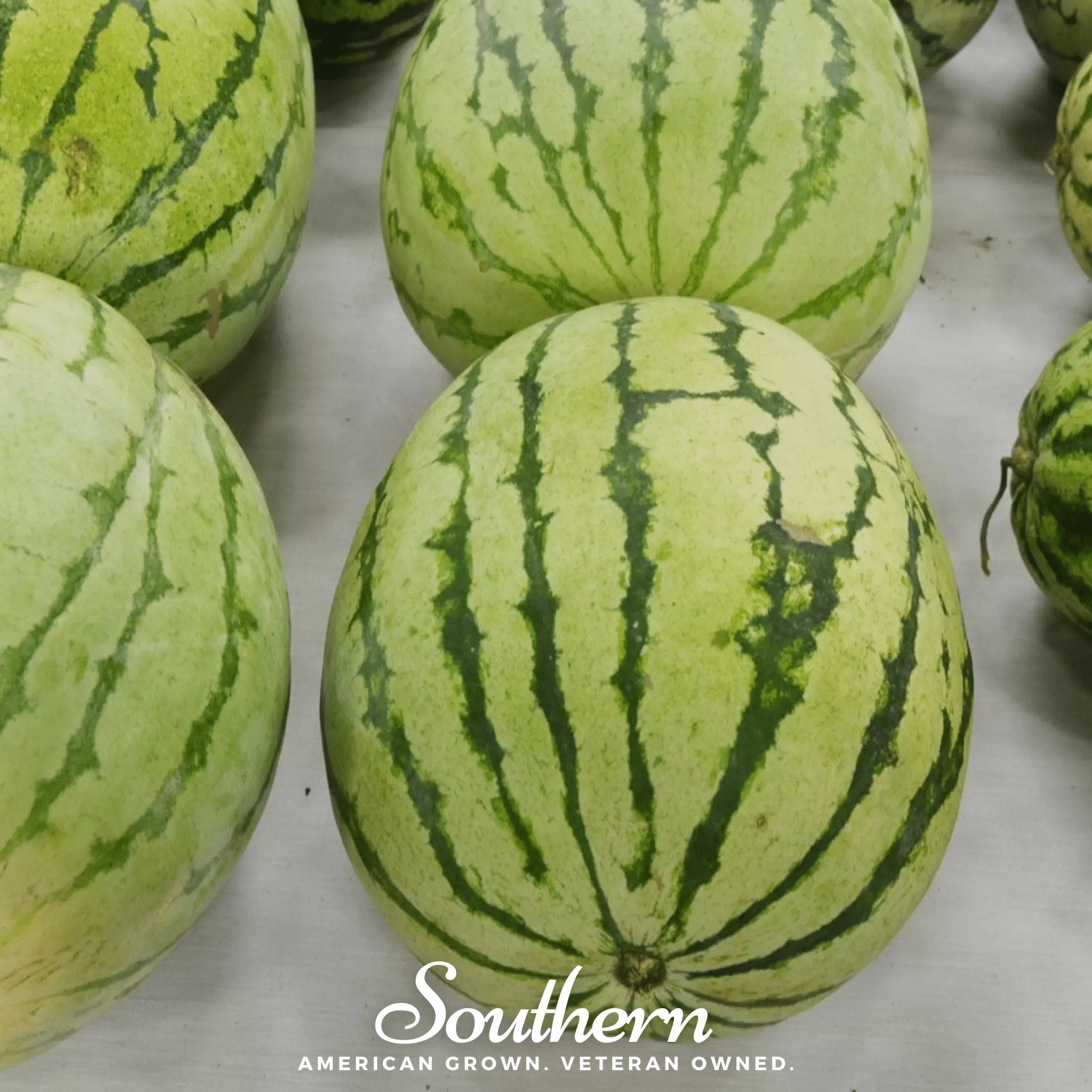 Watermelon, Dixie Queen (Citrullus lanatus) - 25 Seeds seed packet from Seed Therapy – American - grown, heirloom seeds