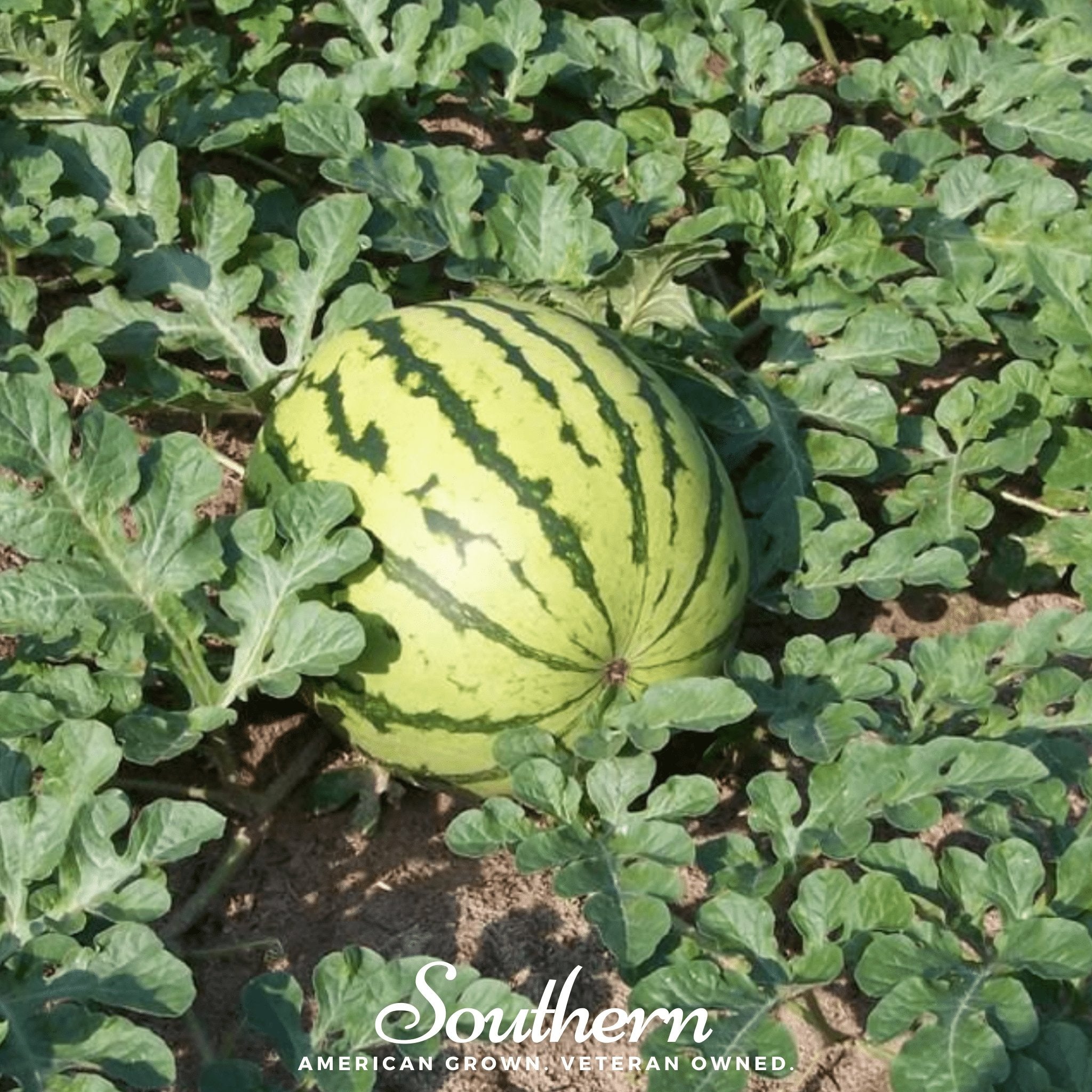 Watermelon, Dixie Queen (Citrullus lanatus) - 25 Seeds seed packet from Seed Therapy – American - grown, heirloom seeds