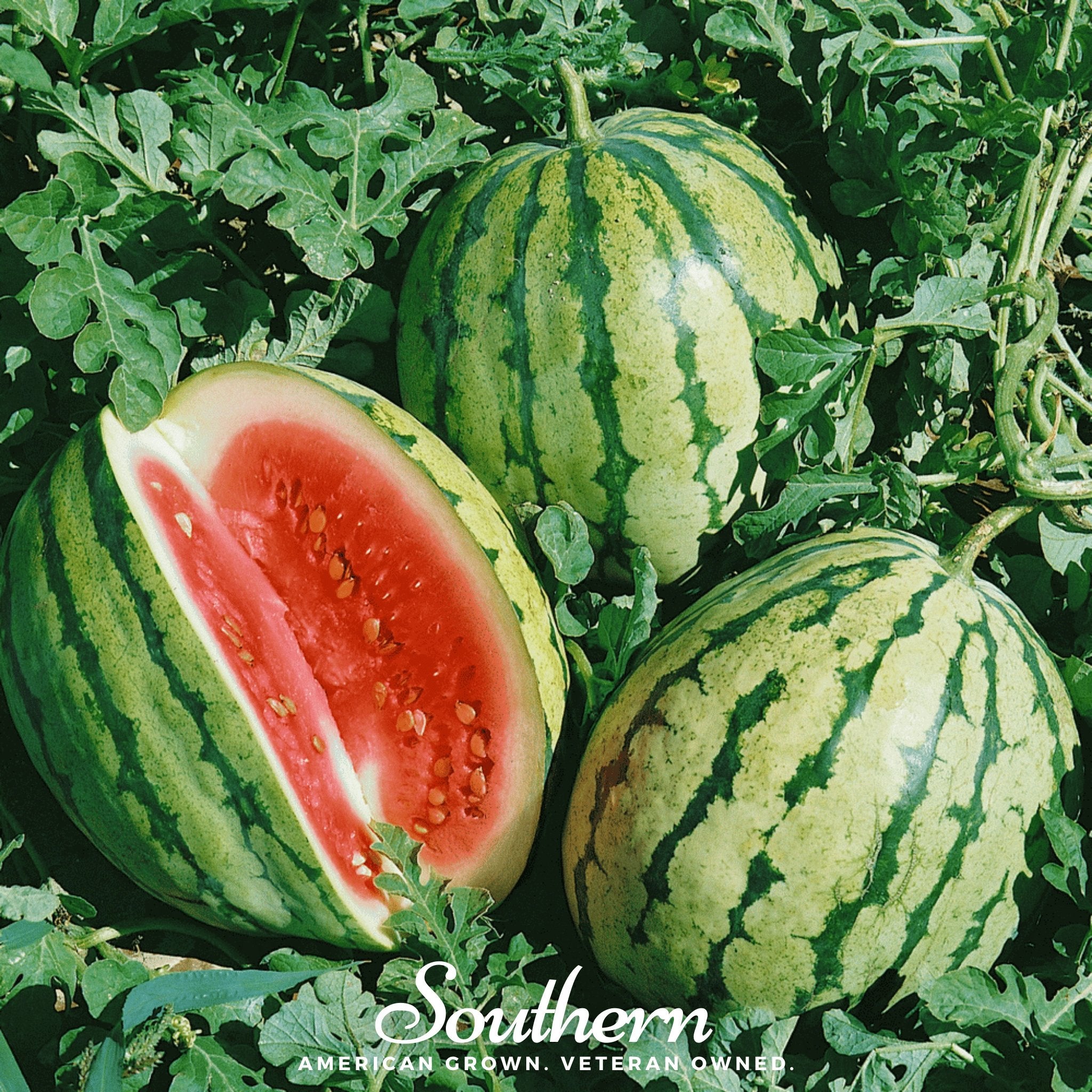 Watermelon, Dixie Queen (Citrullus lanatus) - 25 Seeds seed packet from Seed Therapy – American - grown, heirloom seeds