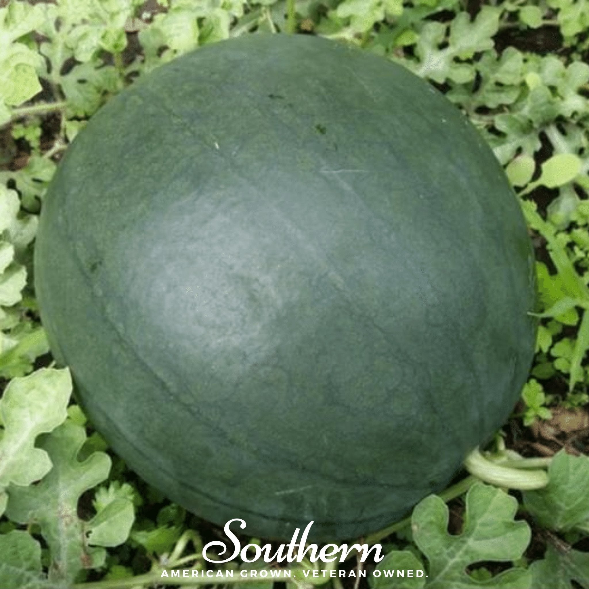 Watermelon, Sugar Baby (Citrullus lanatus) - 25 Seeds seed packet from Seed Therapy – American - grown, heirloom seeds