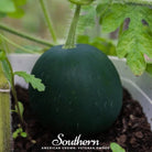 Watermelon, Sugar Baby (Citrullus lanatus) - 25 Seeds seed packet from Seed Therapy – American - grown, heirloom seeds