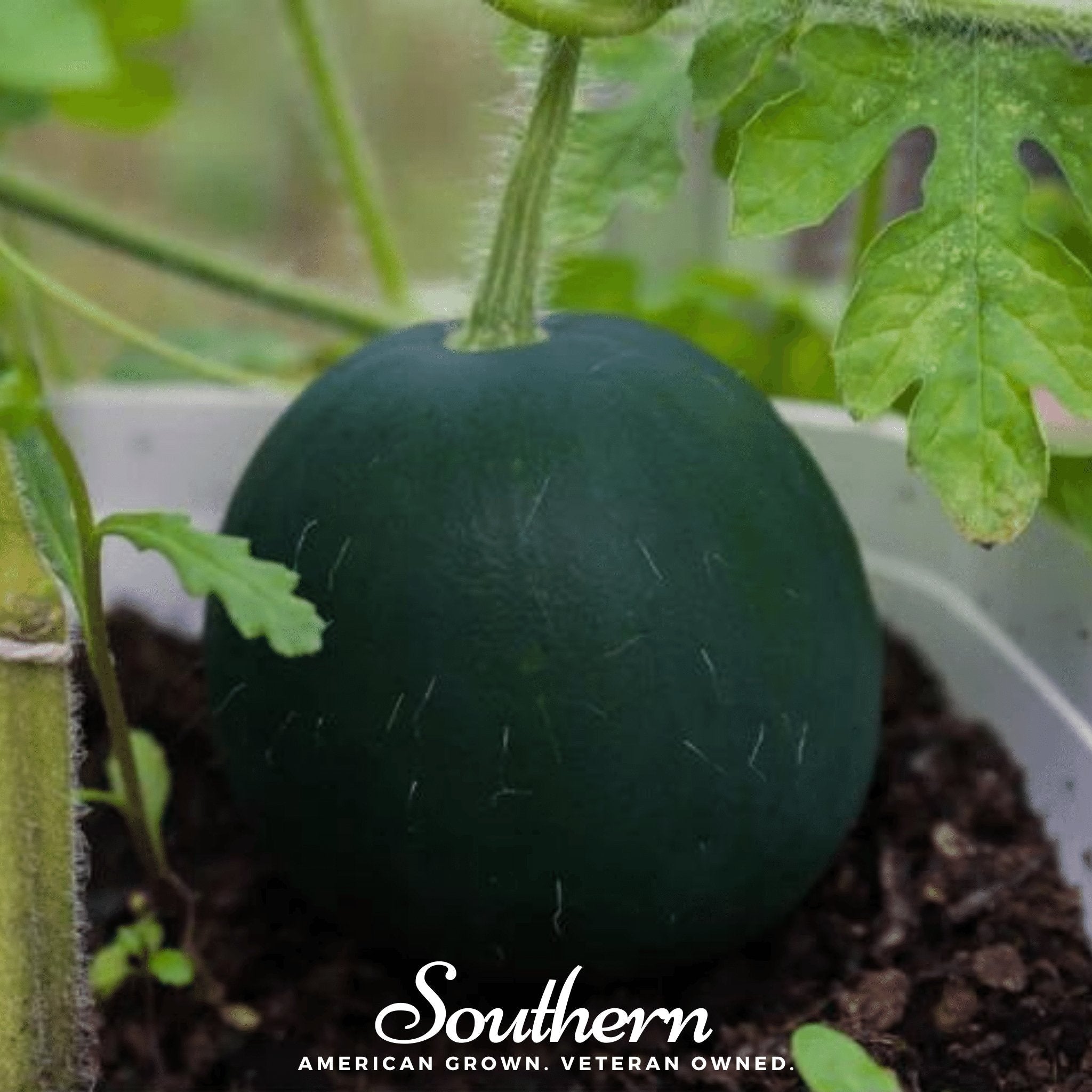 Watermelon, Sugar Baby (Citrullus lanatus) - 25 Seeds seed packet from Seed Therapy – American - grown, heirloom seeds