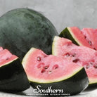 Watermelon, Sugar Baby (Citrullus lanatus) - 25 Seeds seed packet from Seed Therapy – American - grown, heirloom seeds