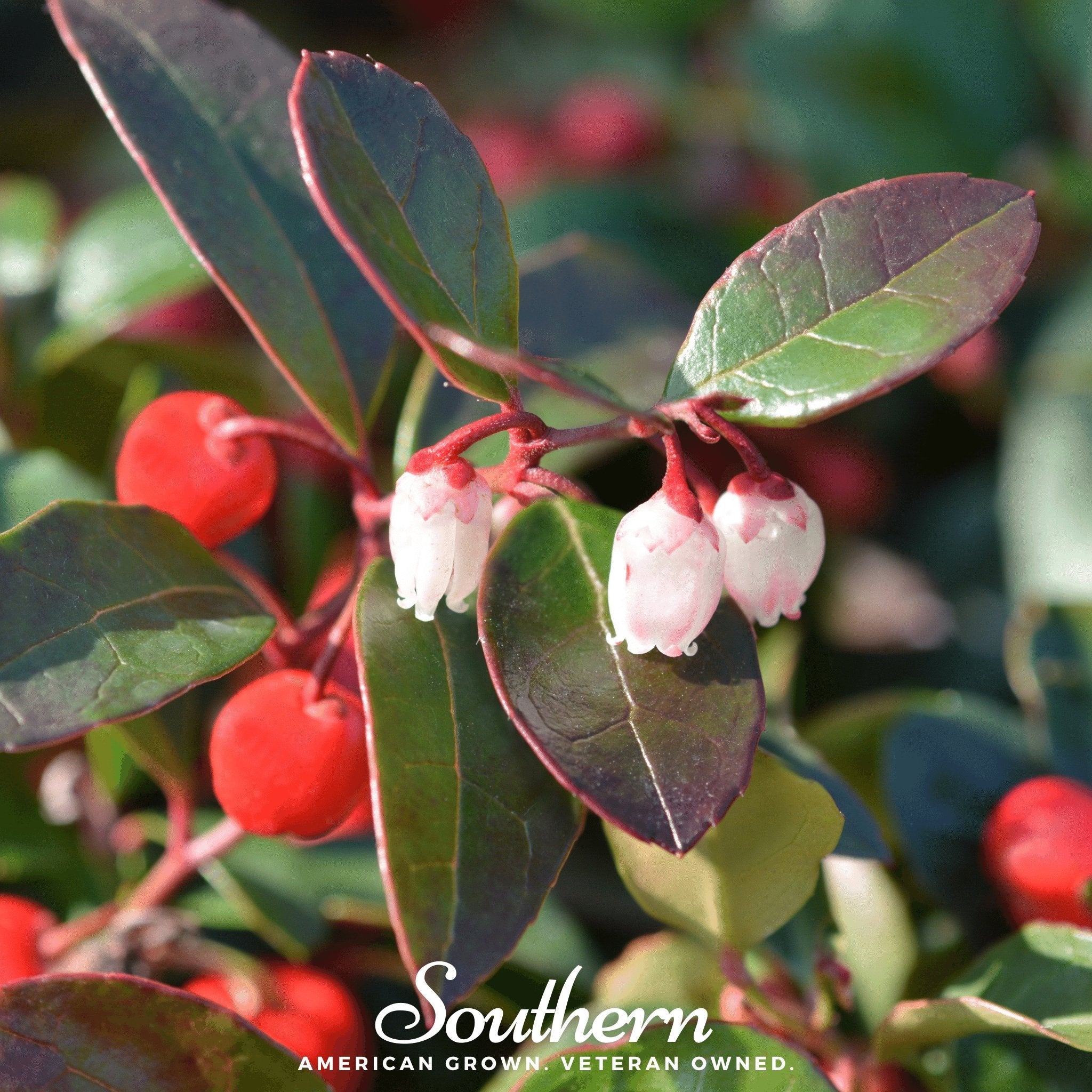 Wintergreen - Teaberry (Gaultheria procumbens) - 20 Seeds seed packet from Seed Therapy – American - grown, heirloom seeds