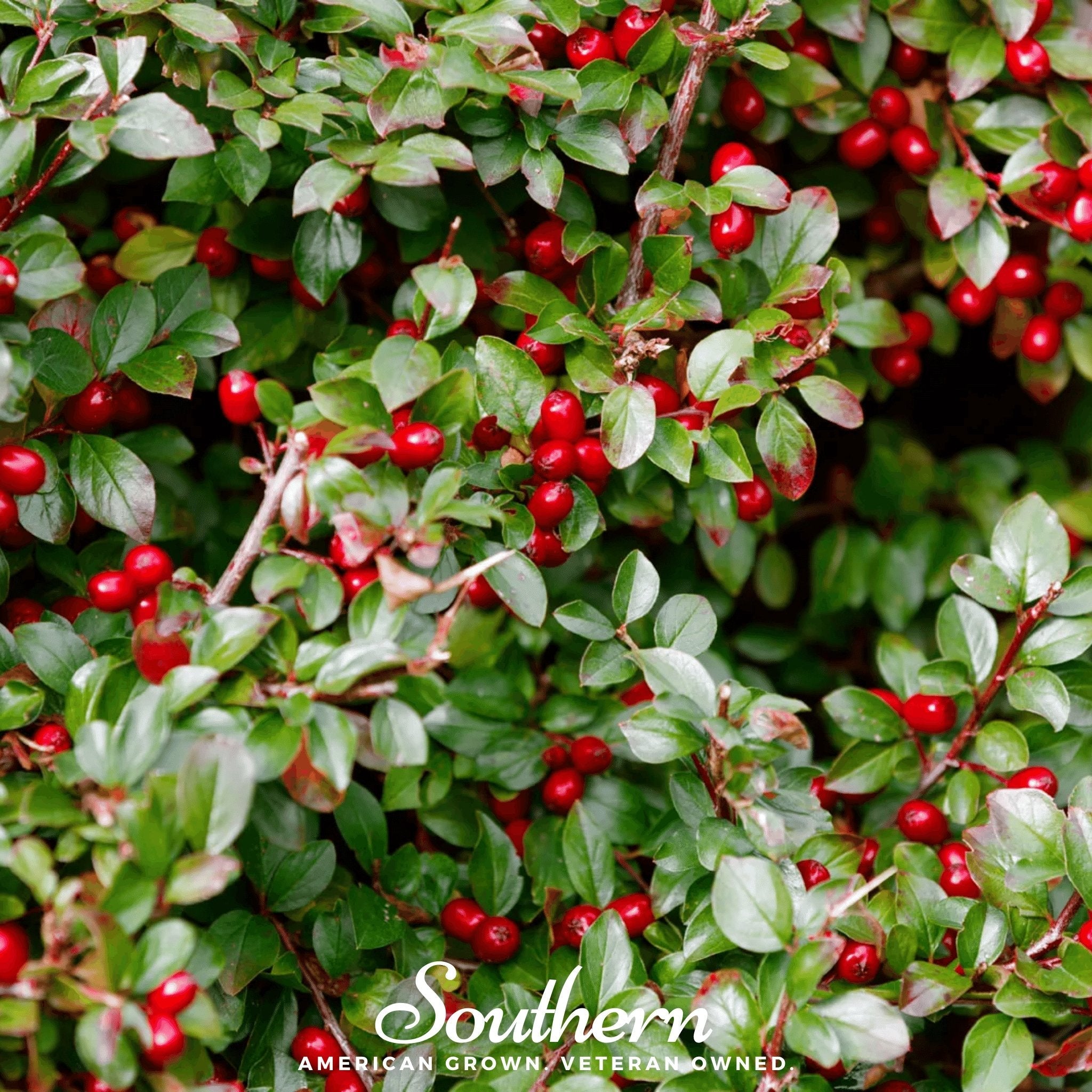 Wintergreen - Teaberry (Gaultheria procumbens) - 20 Seeds seed packet from Seed Therapy – American - grown, heirloom seeds