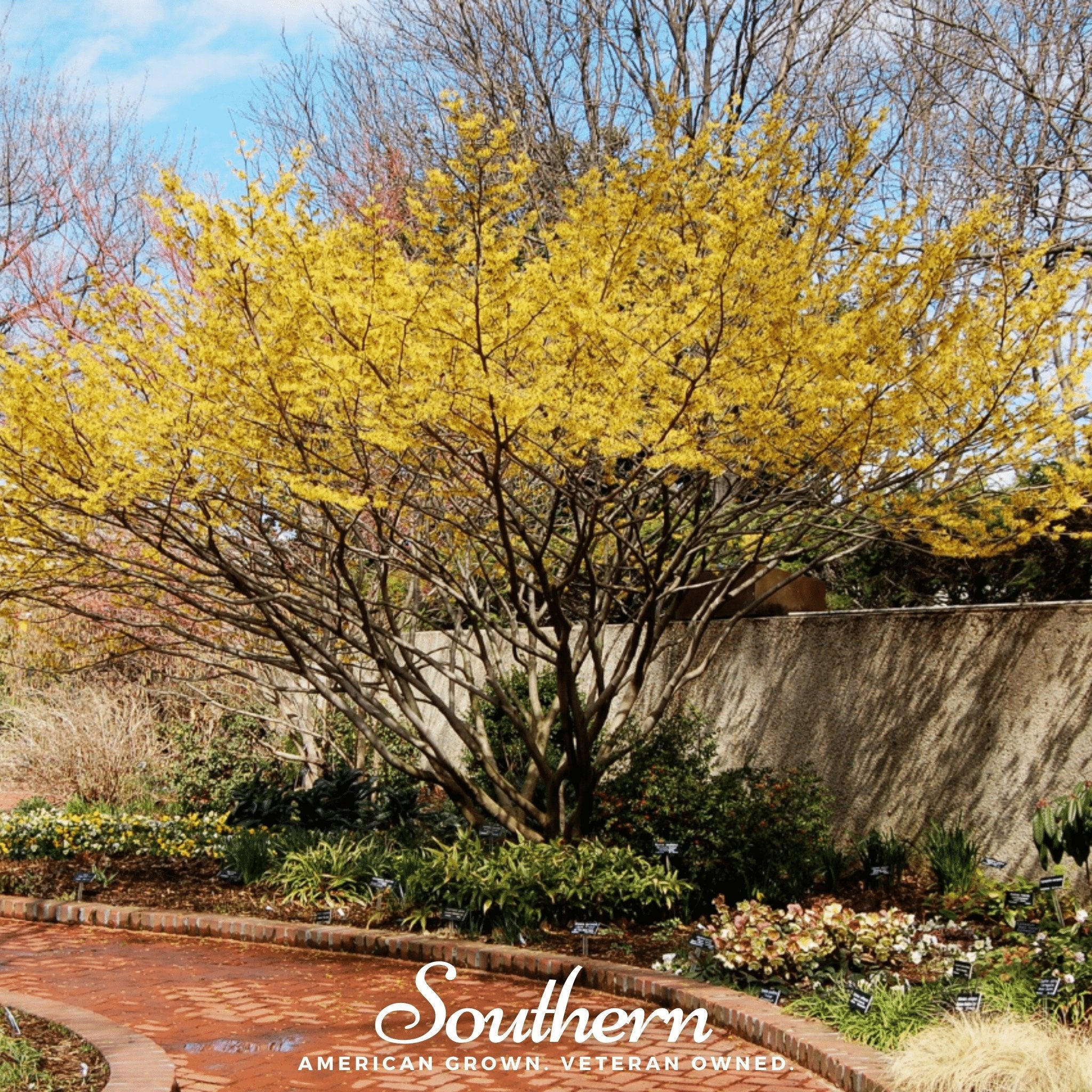 Witch Hazel (Hamamelis virginiana) - 5 Seeds seed packet from Seed Therapy – American - grown, heirloom seeds