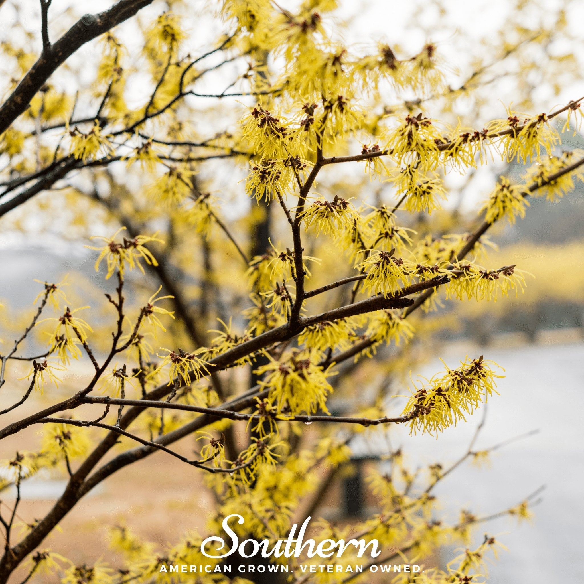 Witch Hazel (Hamamelis virginiana) - 5 Seeds seed packet from Seed Therapy – American - grown, heirloom seeds