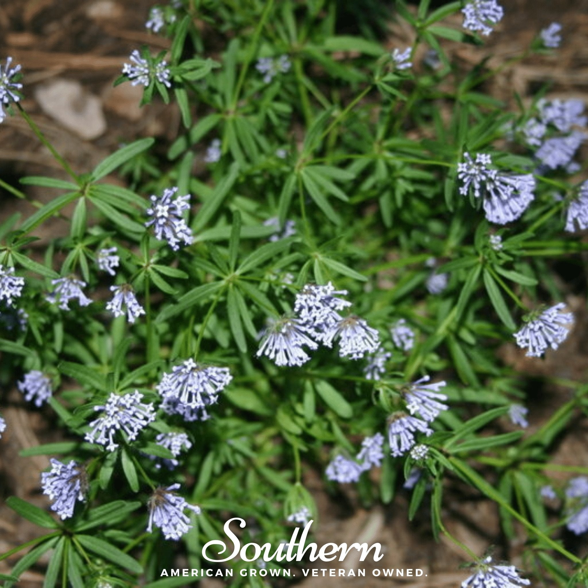 Woodruff, Blue (Asperula Orientalis) - 50 Seeds seed packet from Seed Therapy – American - grown, heirloom seeds