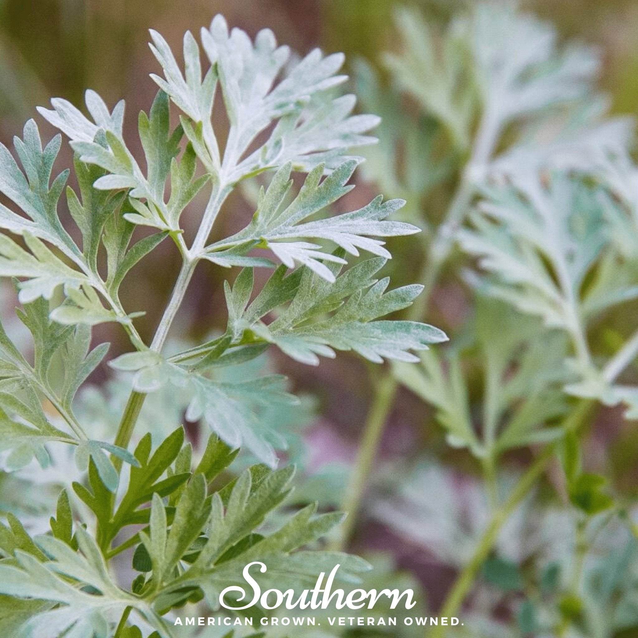 Wormwood (Artemisia absinthium) - 200 Seeds seed packet from Seed Therapy – American - grown, heirloom seeds