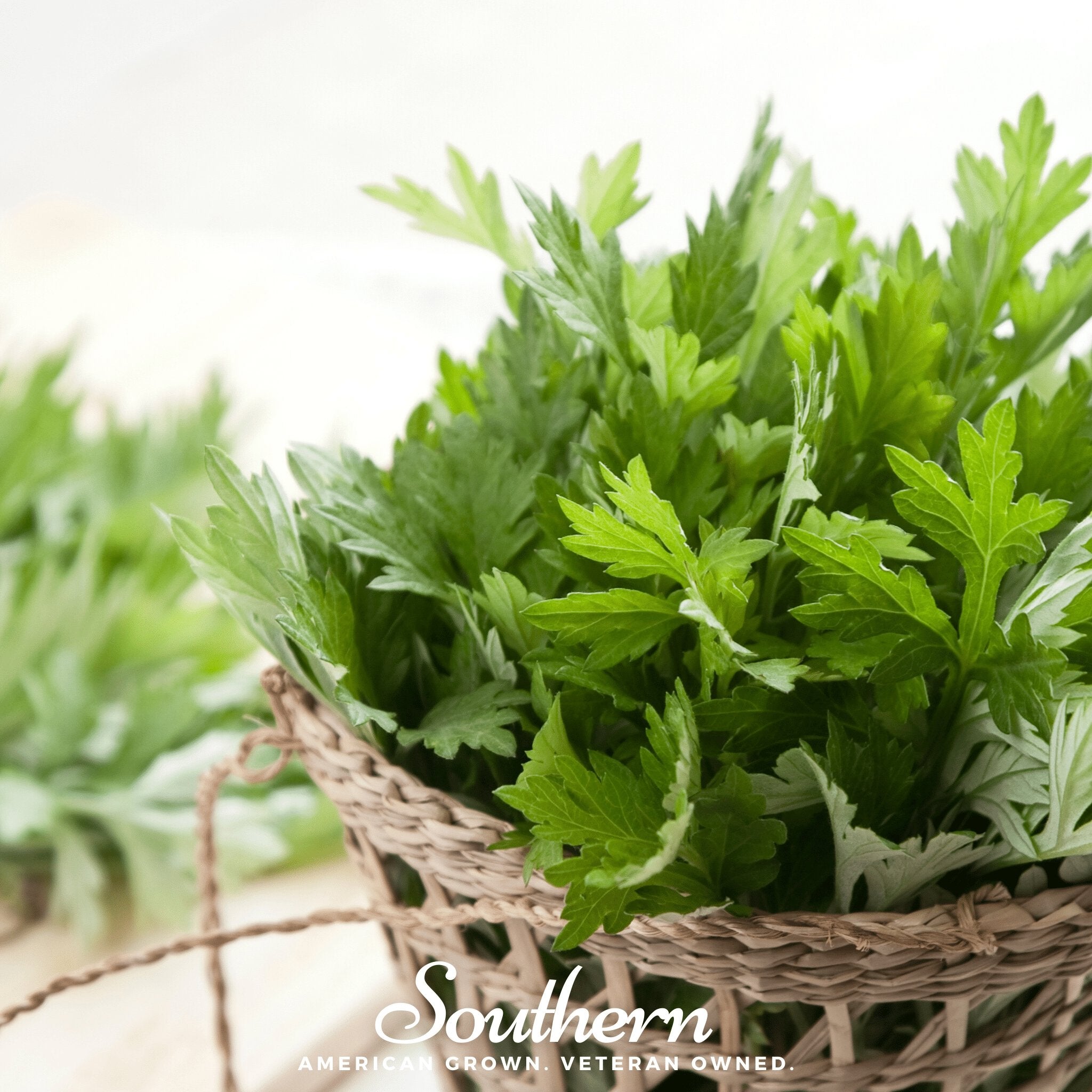 Wormwood (Artemisia absinthium) - 200 Seeds seed packet from Seed Therapy – American - grown, heirloom seeds