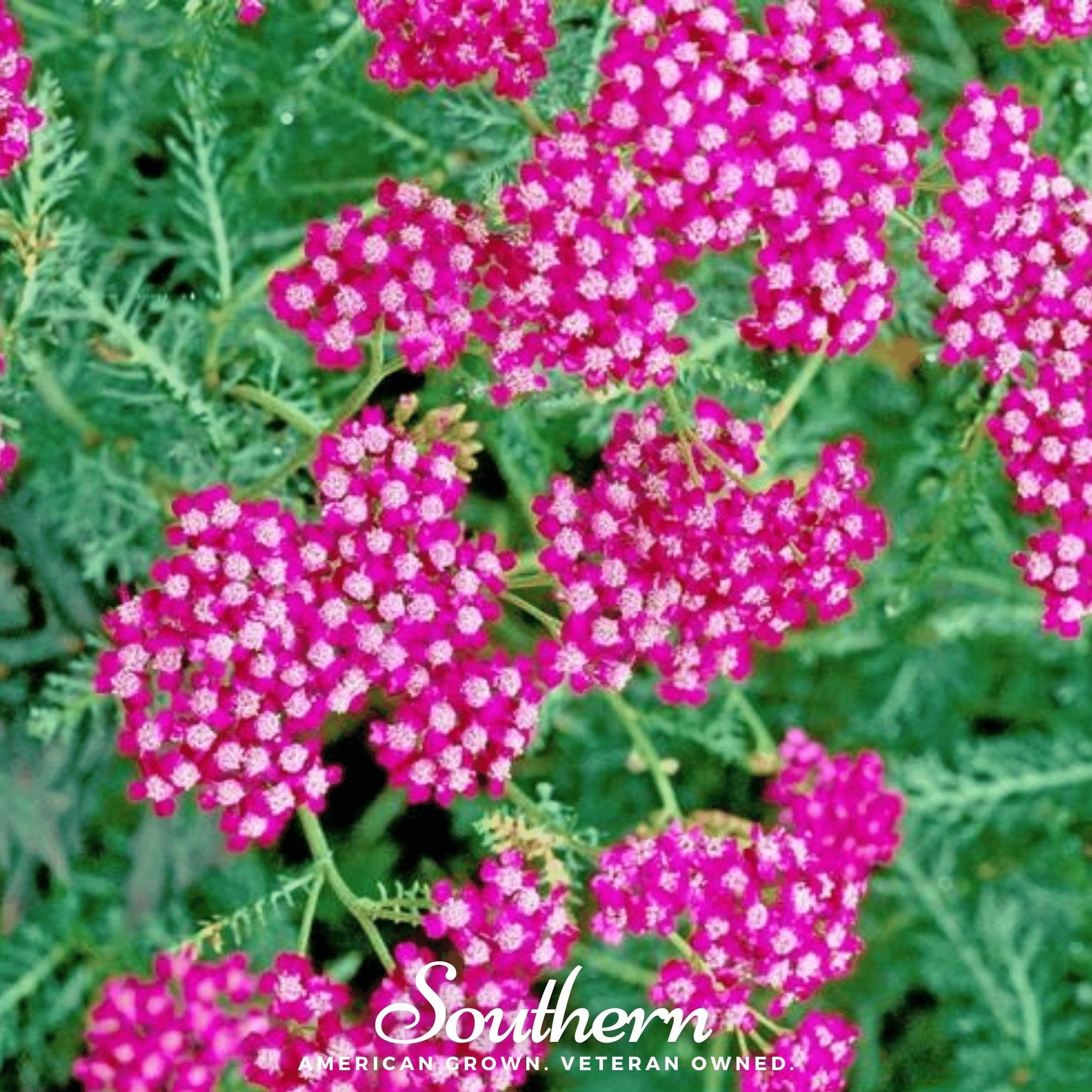 Yarrow, Cerise Queen (Achillea millefolium) - 50 Seeds seed packet from Seed Therapy – American - grown, heirloom seeds