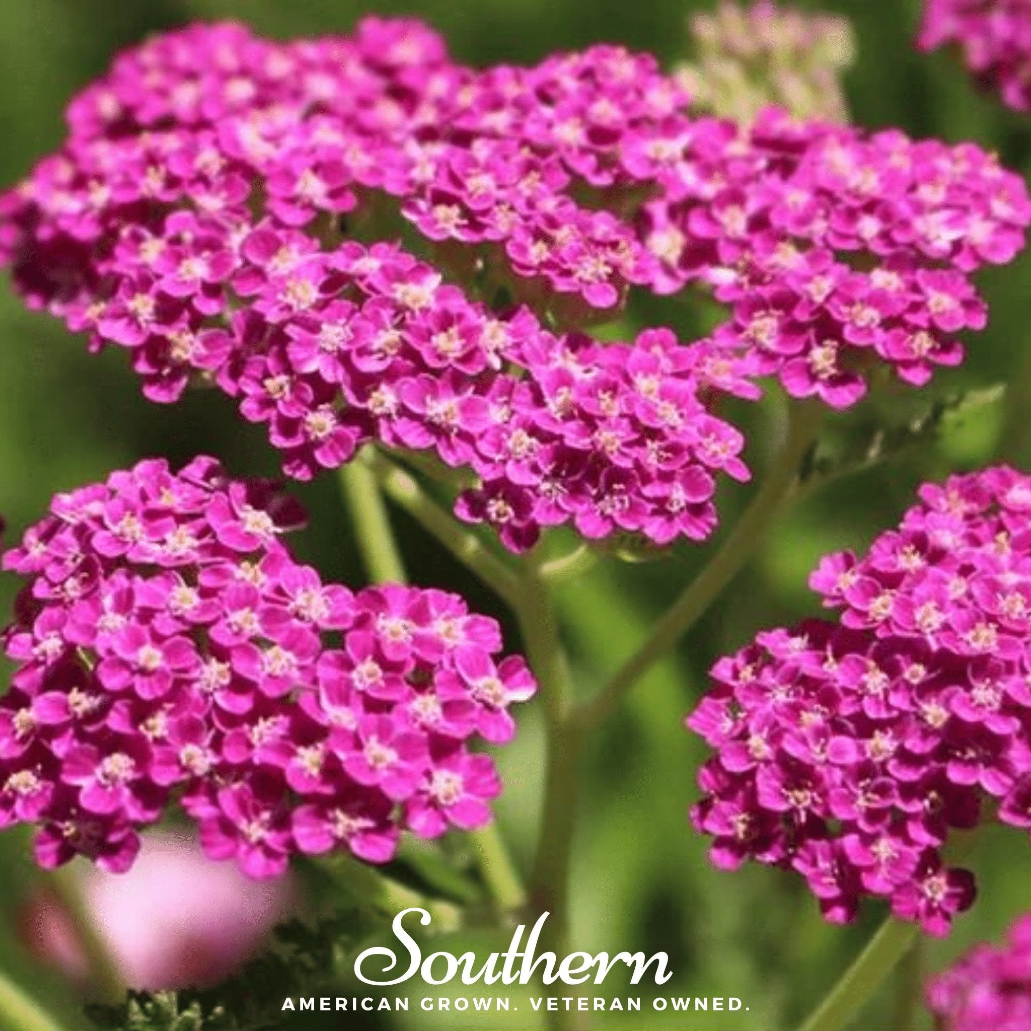 Yarrow, Cerise Queen (Achillea millefolium) - 50 Seeds seed packet from Seed Therapy – American - grown, heirloom seeds