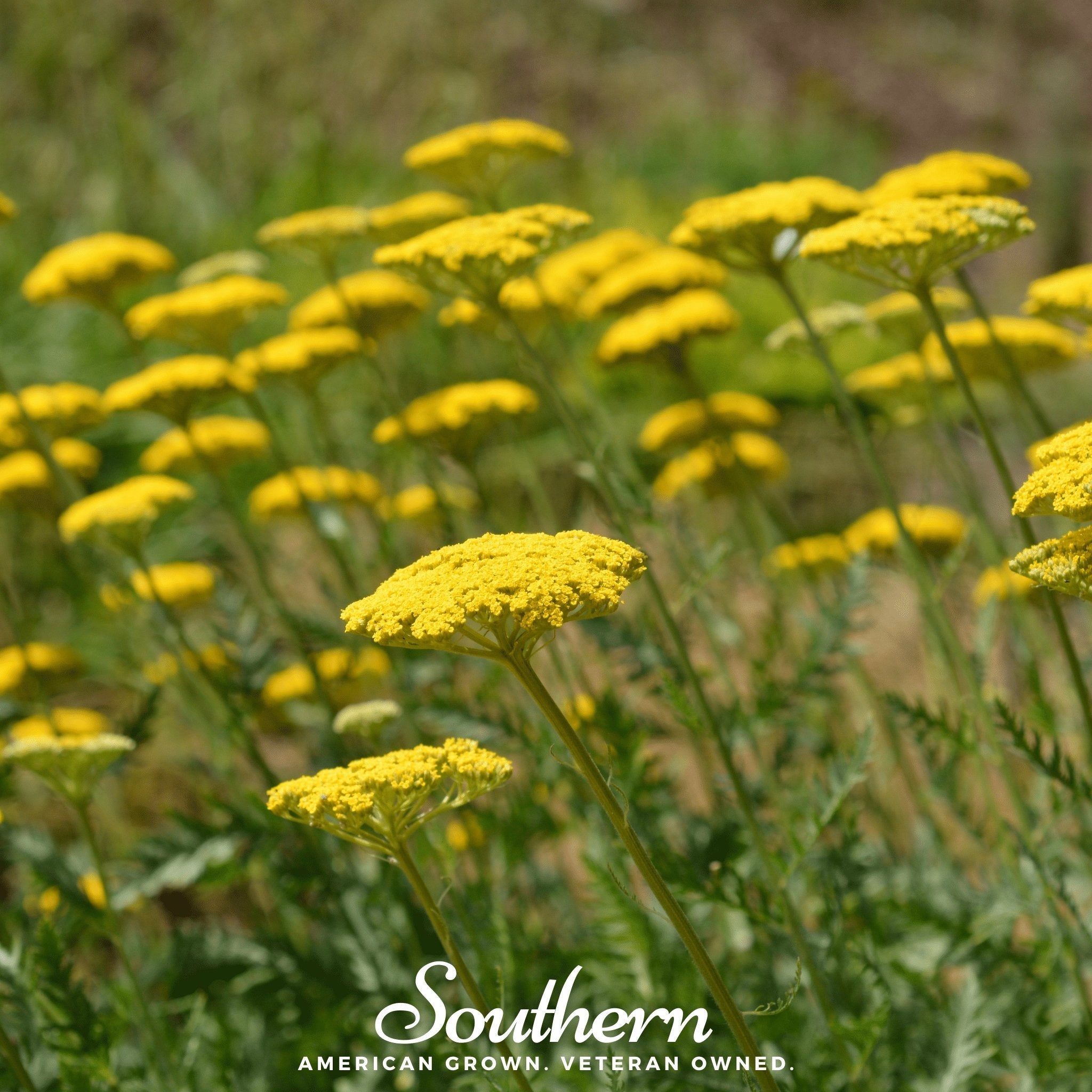 Yarrow, Golden Parker (Achillea filipendulina Parker) - 100 Seeds seed packet from Seed Therapy – American - grown, heirloom seeds