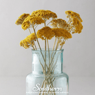 Yarrow, Golden Parker (Achillea filipendulina Parker) - 100 Seeds seed packet from Seed Therapy – American - grown, heirloom seeds
