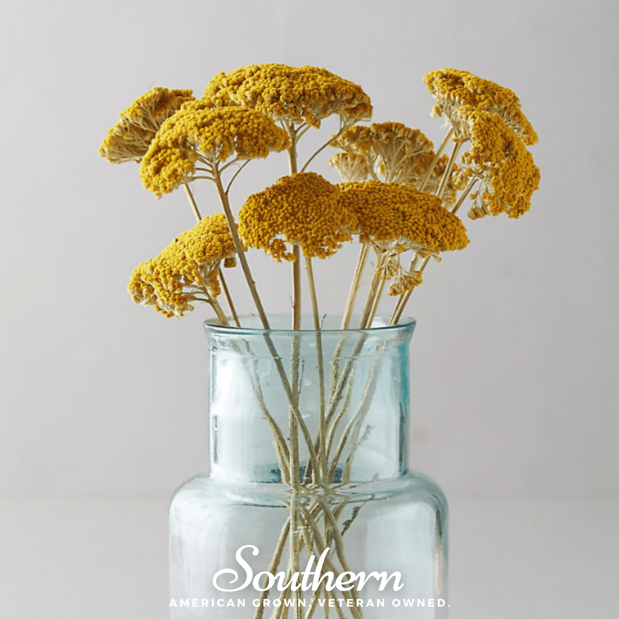 Yarrow, Golden Parker (Achillea filipendulina Parker) - 100 Seeds seed packet from Seed Therapy – American - grown, heirloom seeds