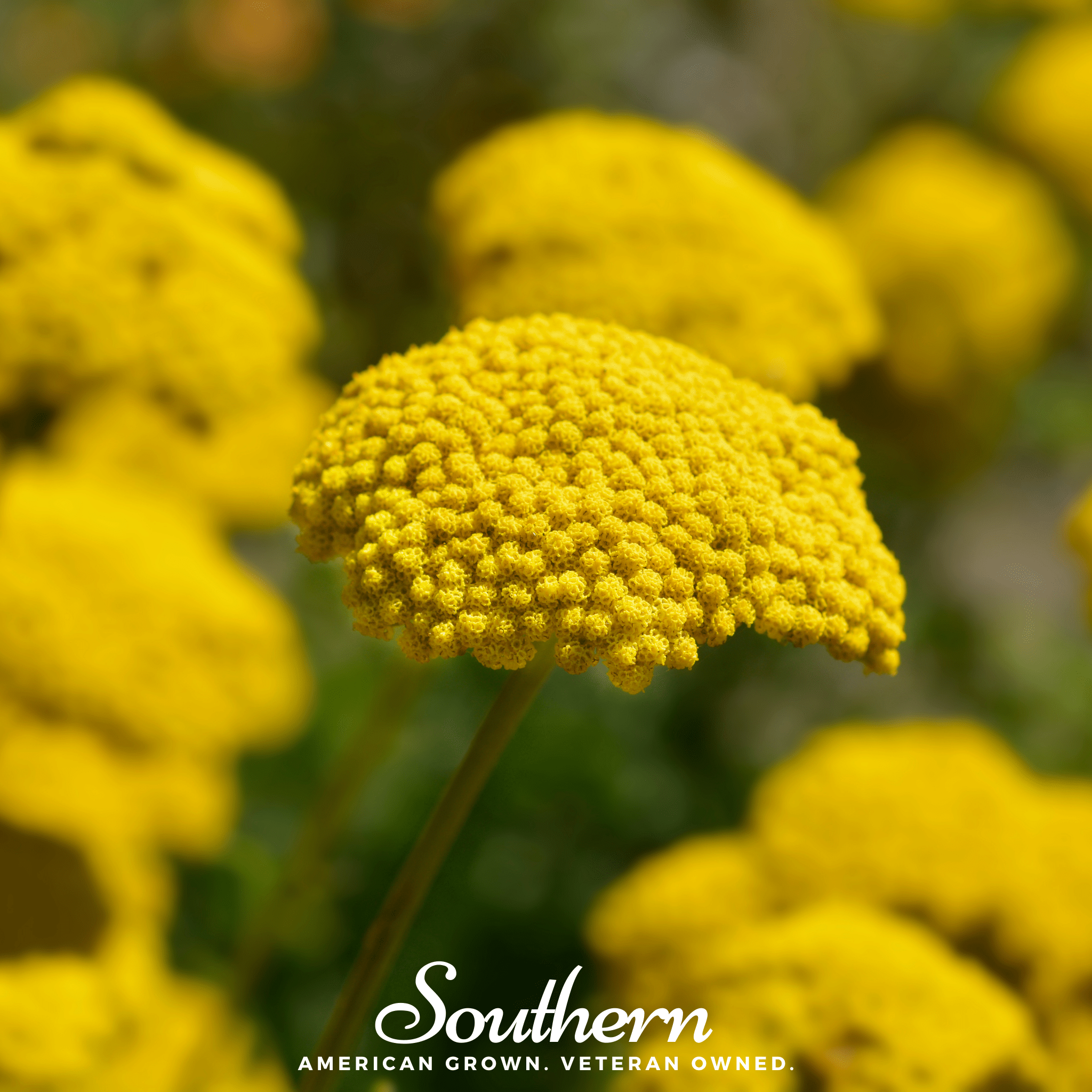 Yarrow, Golden Parker (Achillea filipendulina Parker) - 100 Seeds seed packet from Seed Therapy – American - grown, heirloom seeds