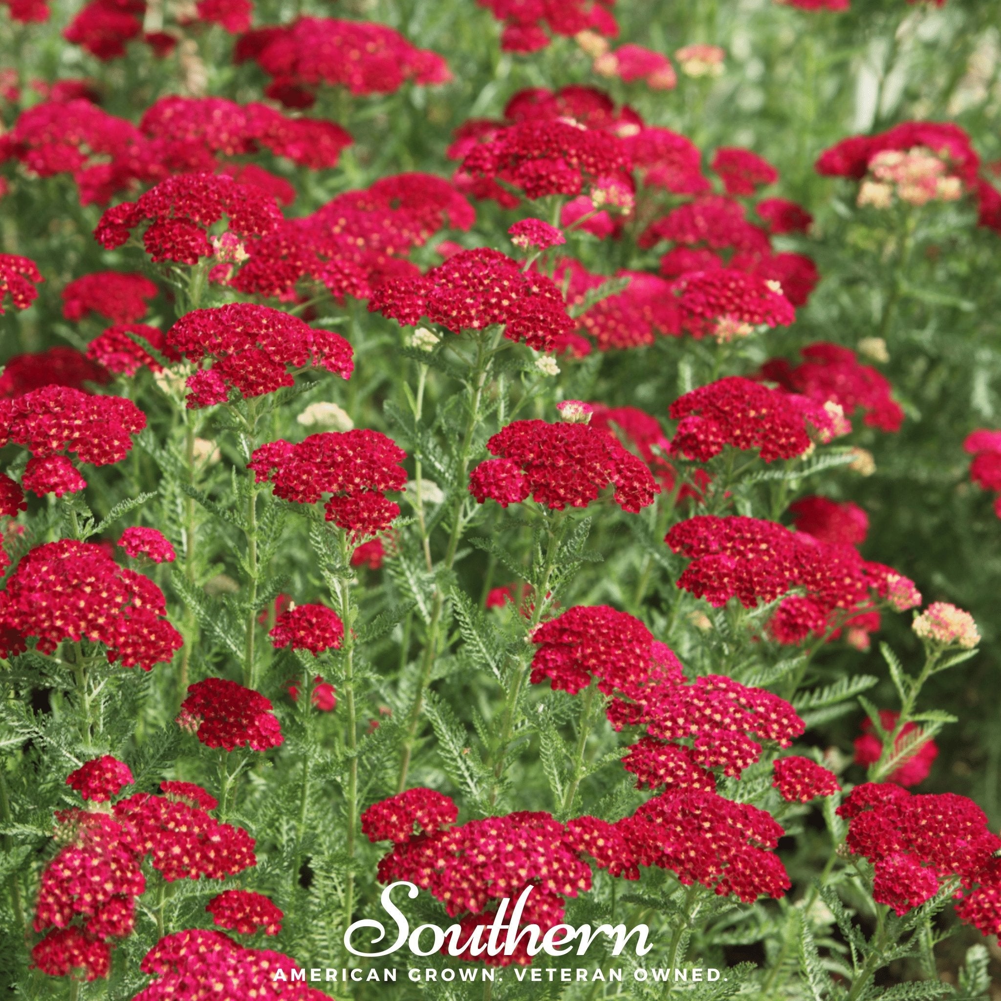 Yarrow, Red (Achillea millefolium rubra) - 100 Seeds seed packet from Seed Therapy – American - grown, heirloom seeds