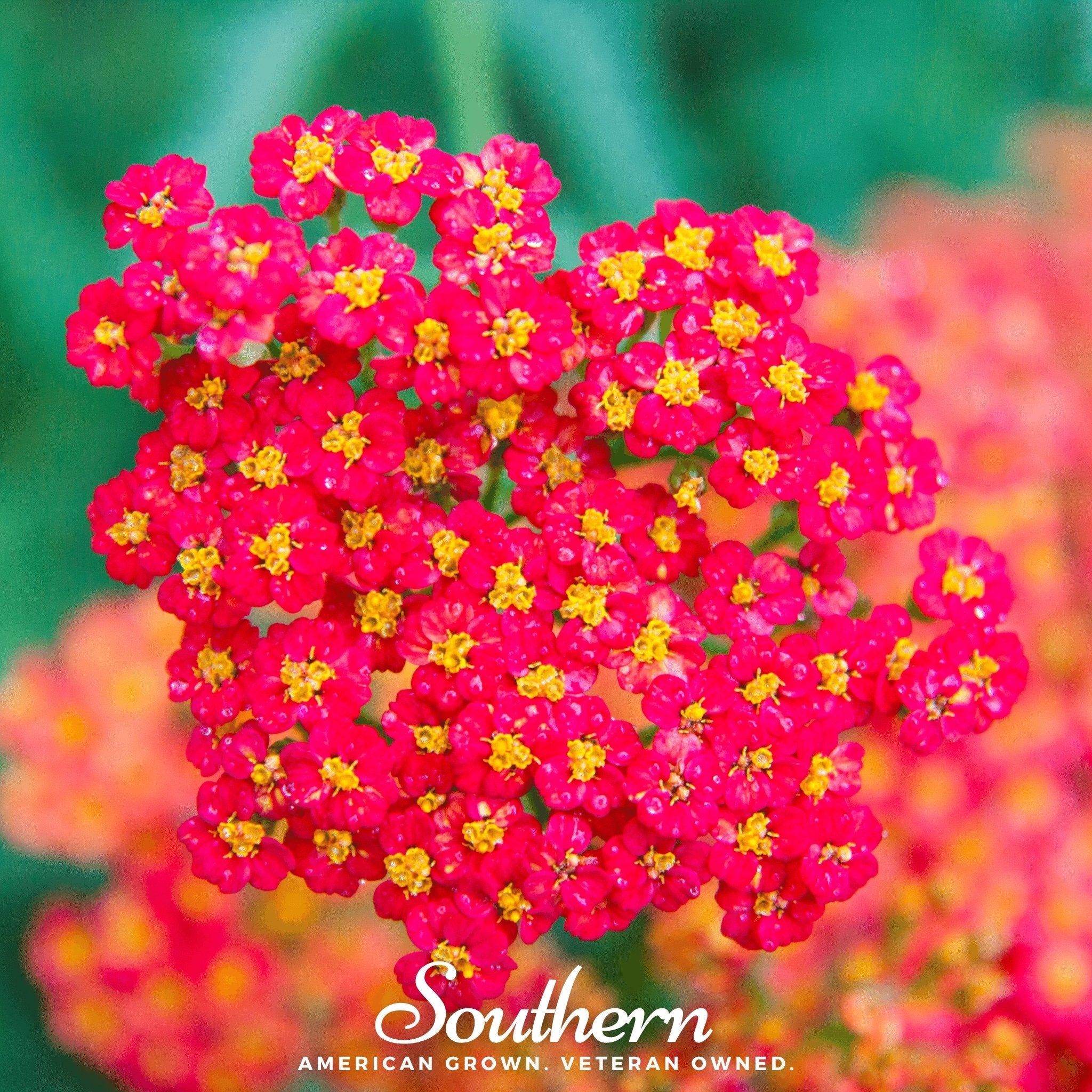 Yarrow, Red (Achillea millefolium rubra) - 100 Seeds seed packet from Seed Therapy – American - grown, heirloom seeds
