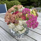 Yarrow, Summer Berries Mix (Achillea millefolium) - 50 Seeds seed packet from Seed Therapy – American - grown, heirloom seeds