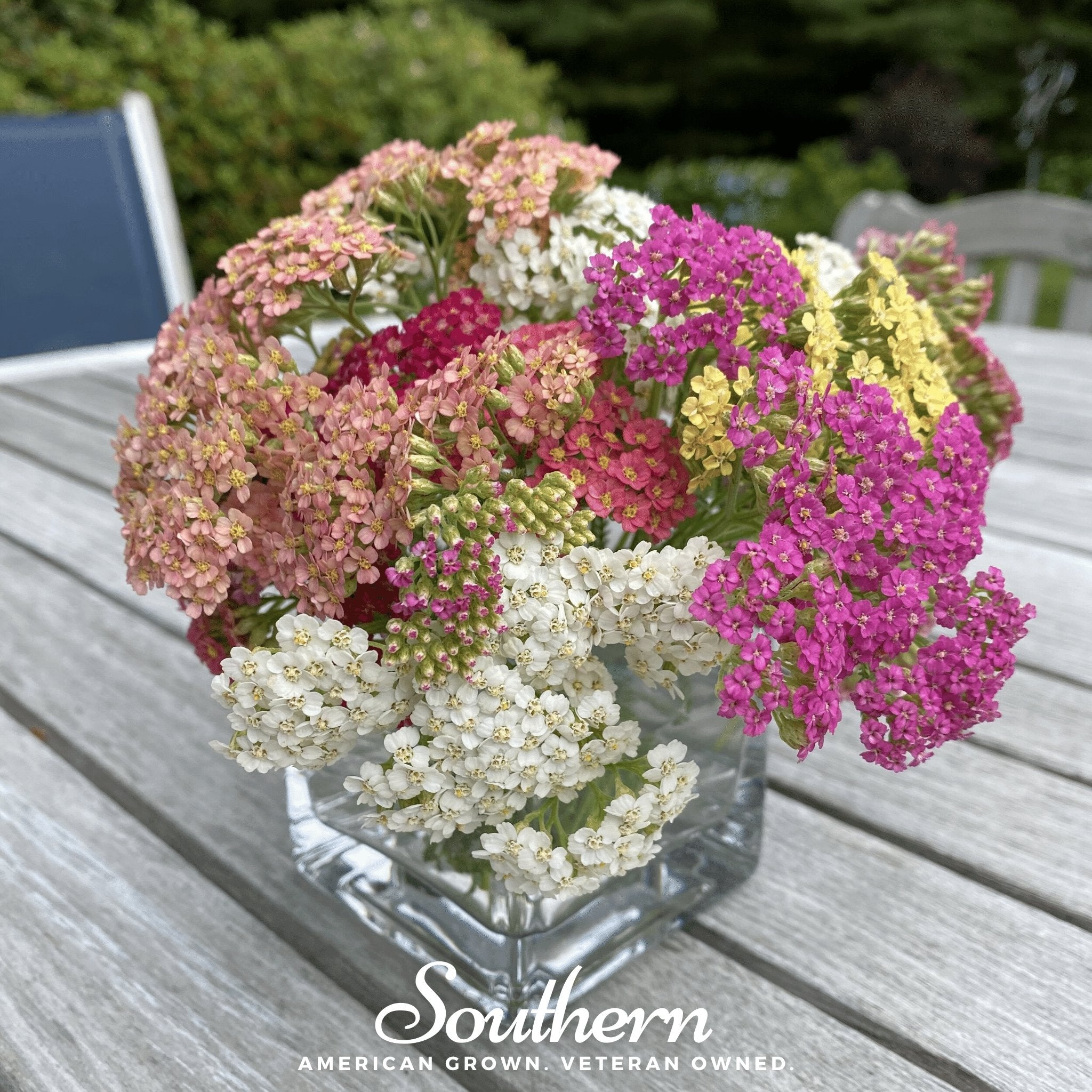 Yarrow, Summer Berries Mix (Achillea millefolium) - 50 Seeds seed packet from Seed Therapy – American - grown, heirloom seeds