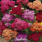 Yarrow, Summer Berries Mix (Achillea millefolium) - 50 Seeds seed packet from Seed Therapy – American - grown, heirloom seeds