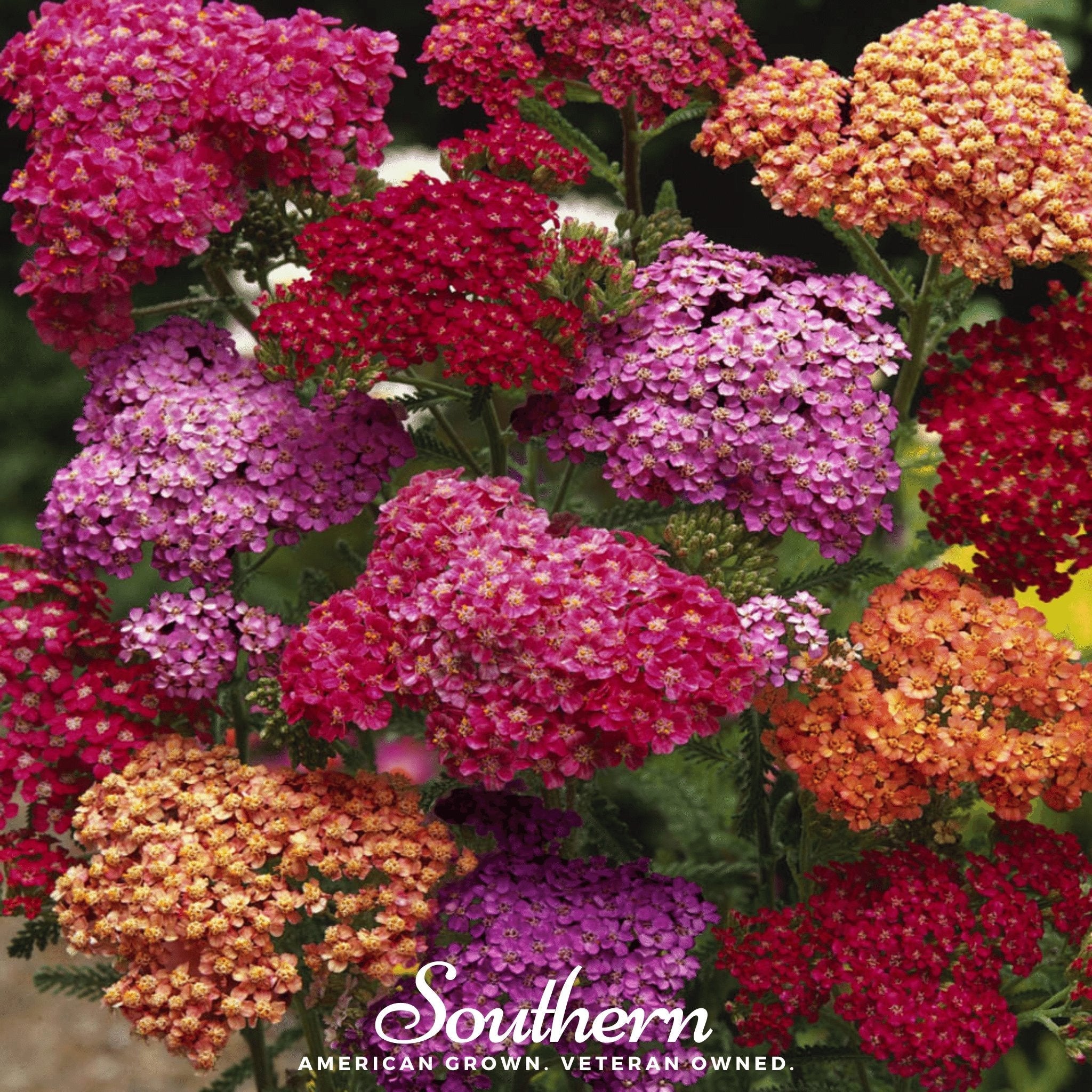 Yarrow, Summer Berries Mix (Achillea millefolium) - 50 Seeds seed packet from Seed Therapy – American - grown, heirloom seeds